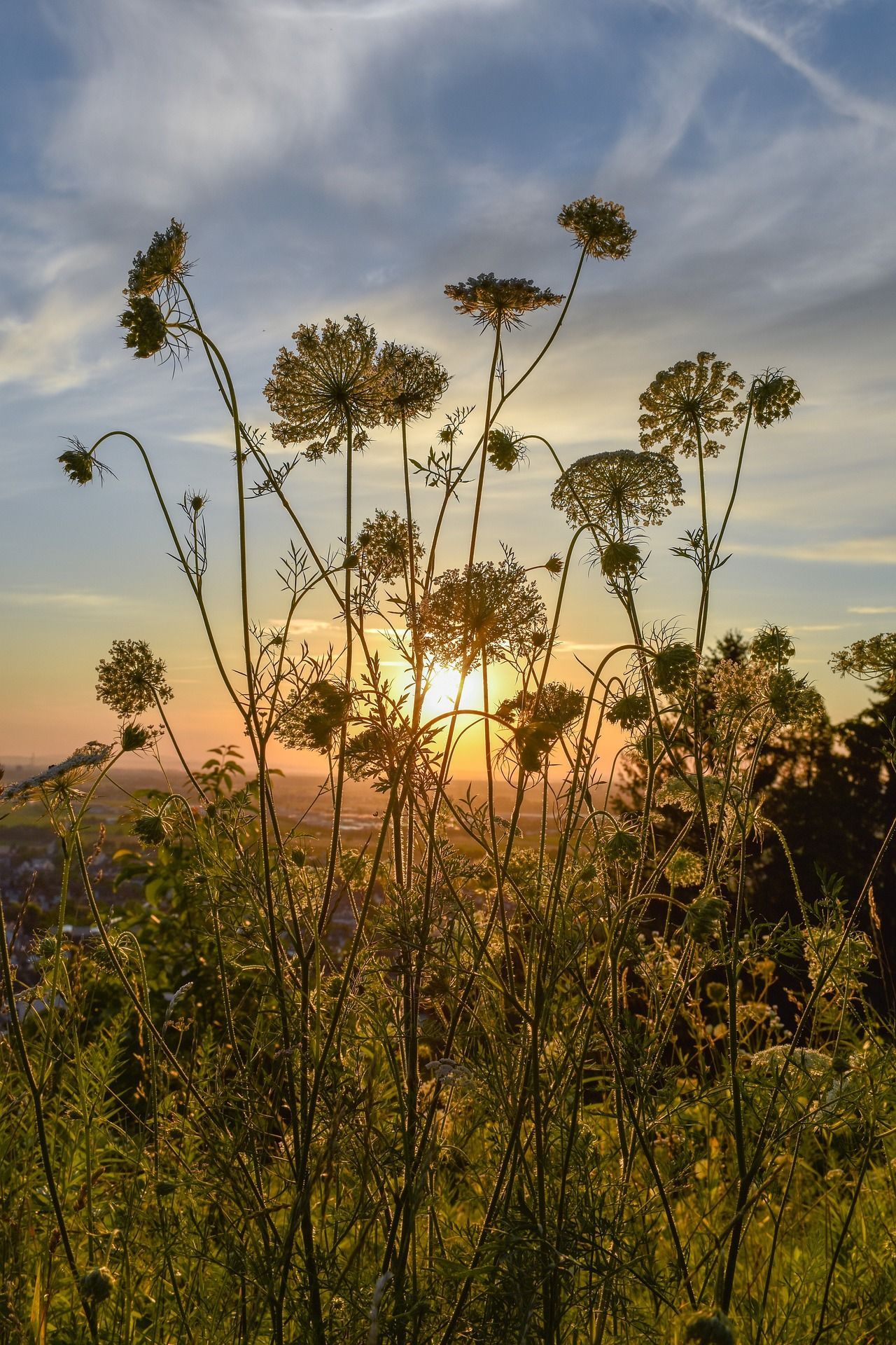Silhouette of wildflowers against a sunset. The sun is partially obscured, casting an orange glow.