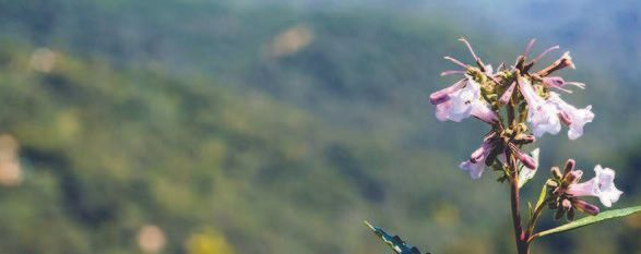 Light purple wildflowers with a green background of trees. The flowers have delicate, bell-shaped petals.