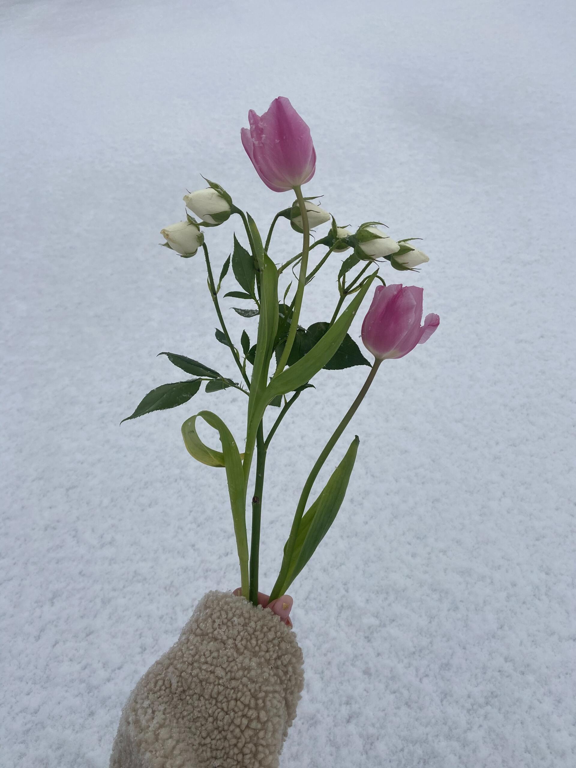 A hand holding a bouquet of pink tulips and white roses against a snowy background.