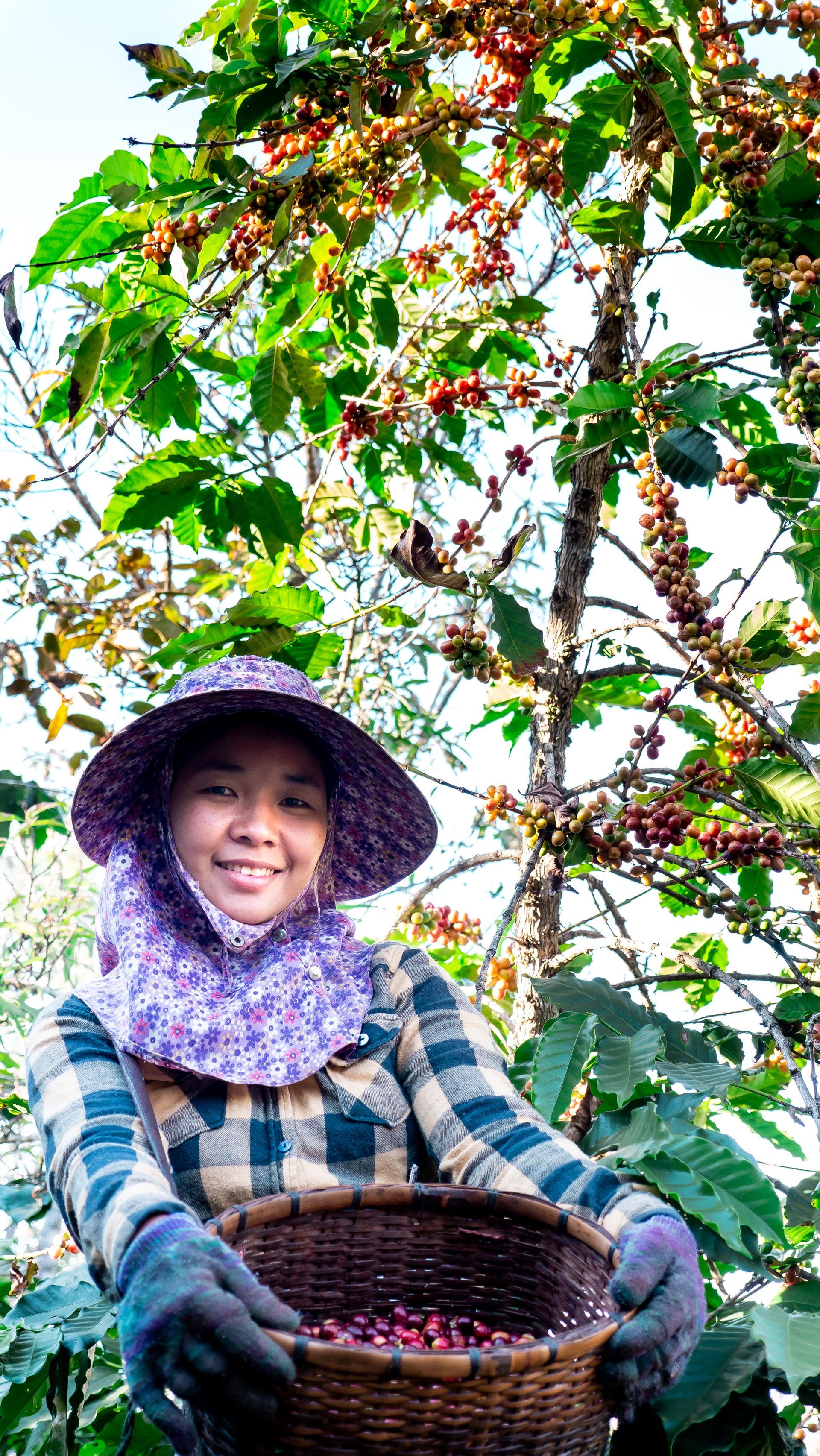 Woman in a sun hat holding a basket of red coffee cherries, standing in front of a coffee tree.