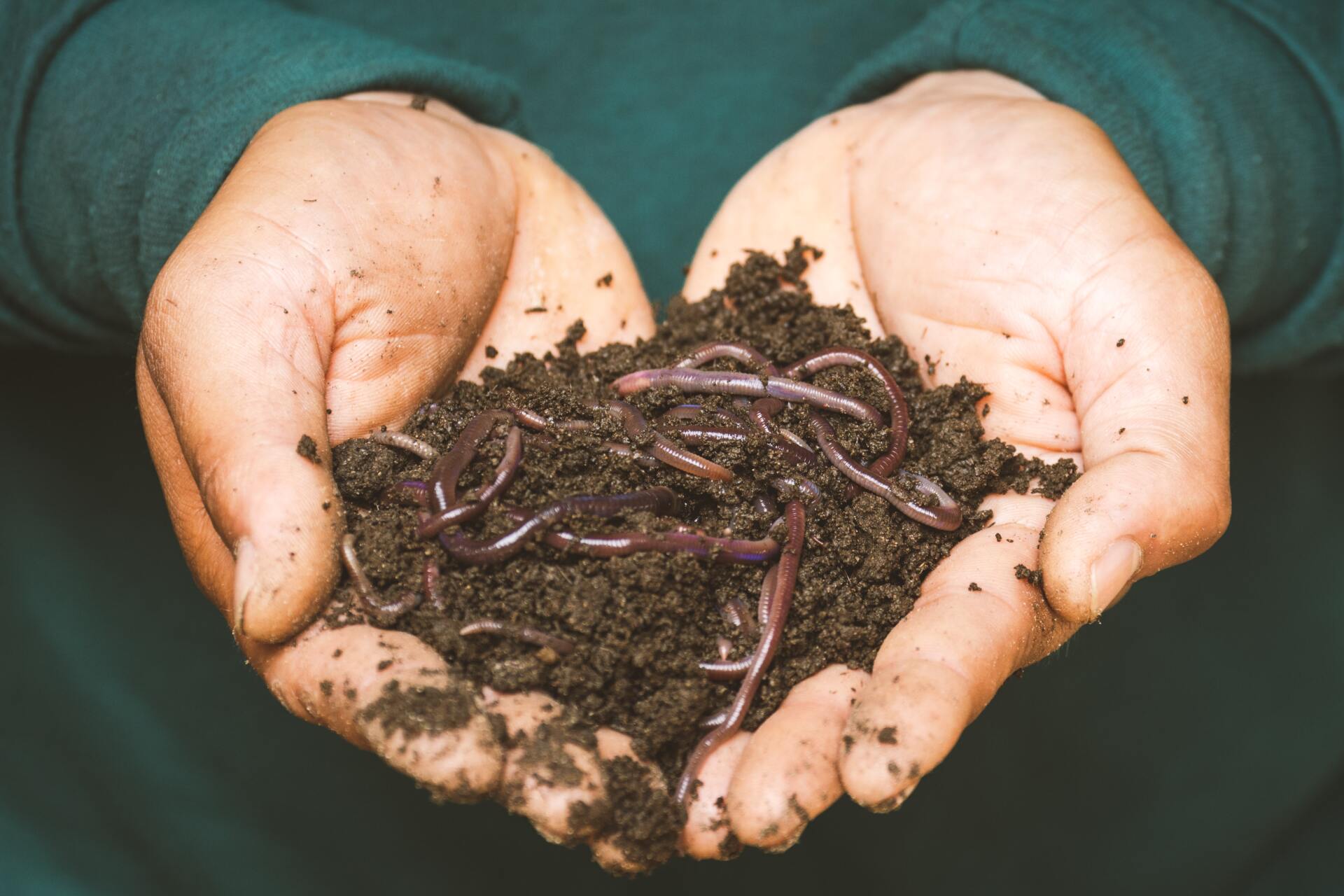 Hands cupped, holding dark soil and earthworms. The person wears a green shirt.