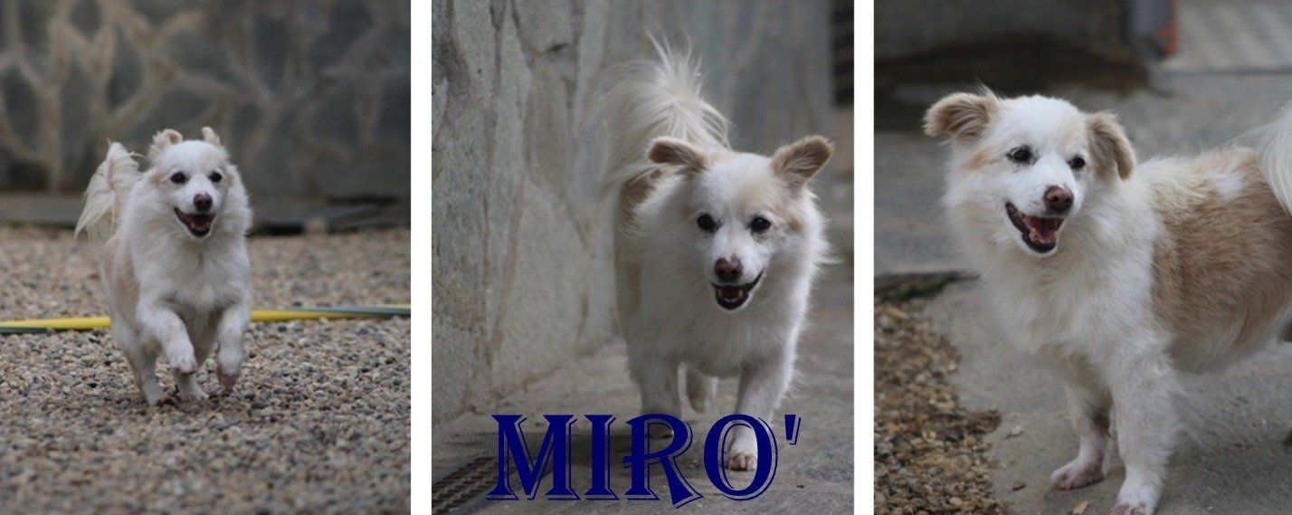 Il Mio Cane Piange Quando Vado Via