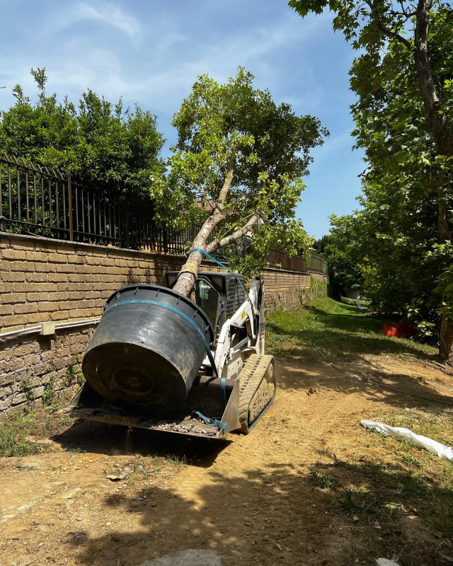 Un bulldozer trasporta sul retro una grande pianta in vaso.