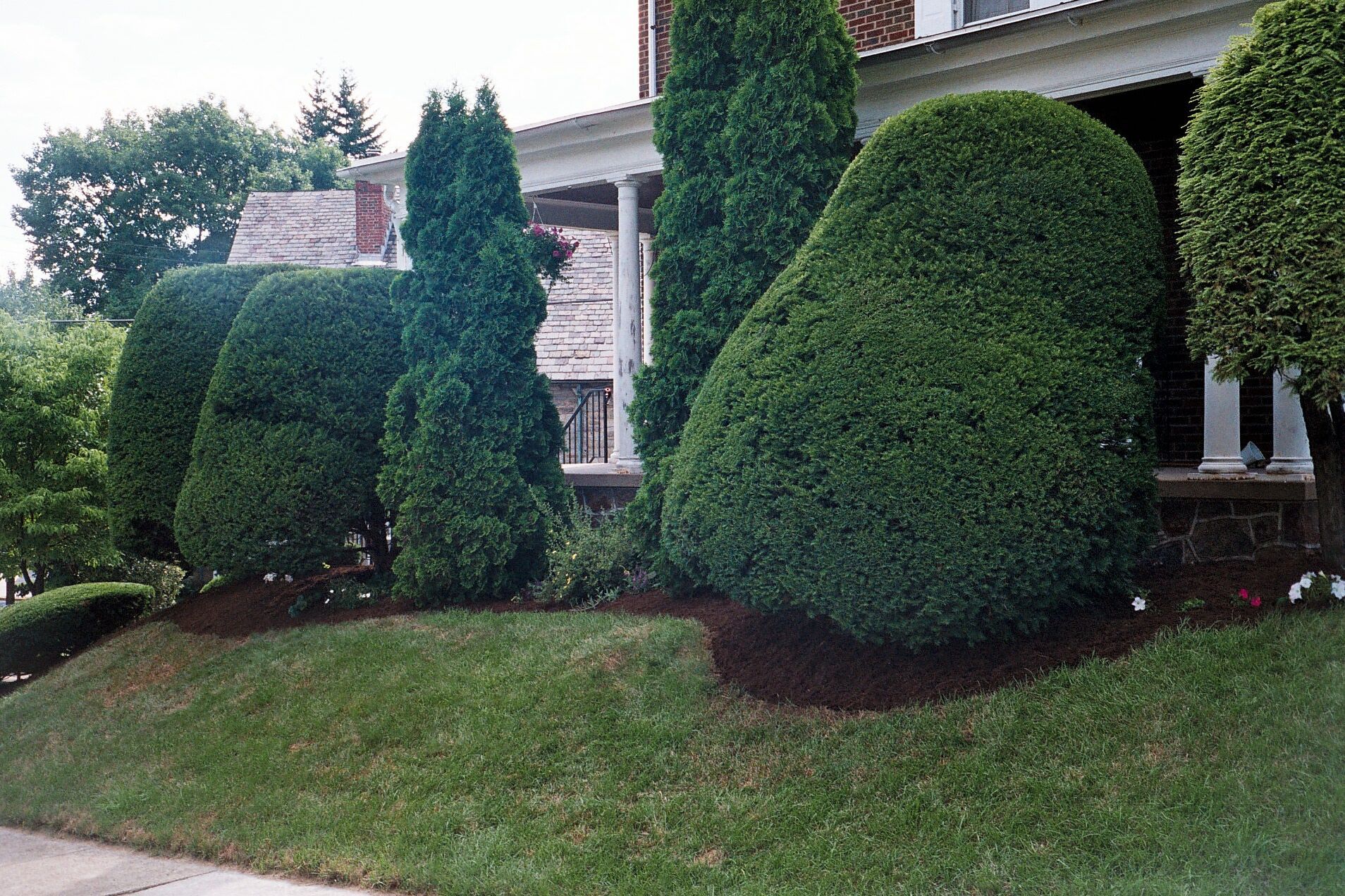 A row of trees and bushes in front of a house