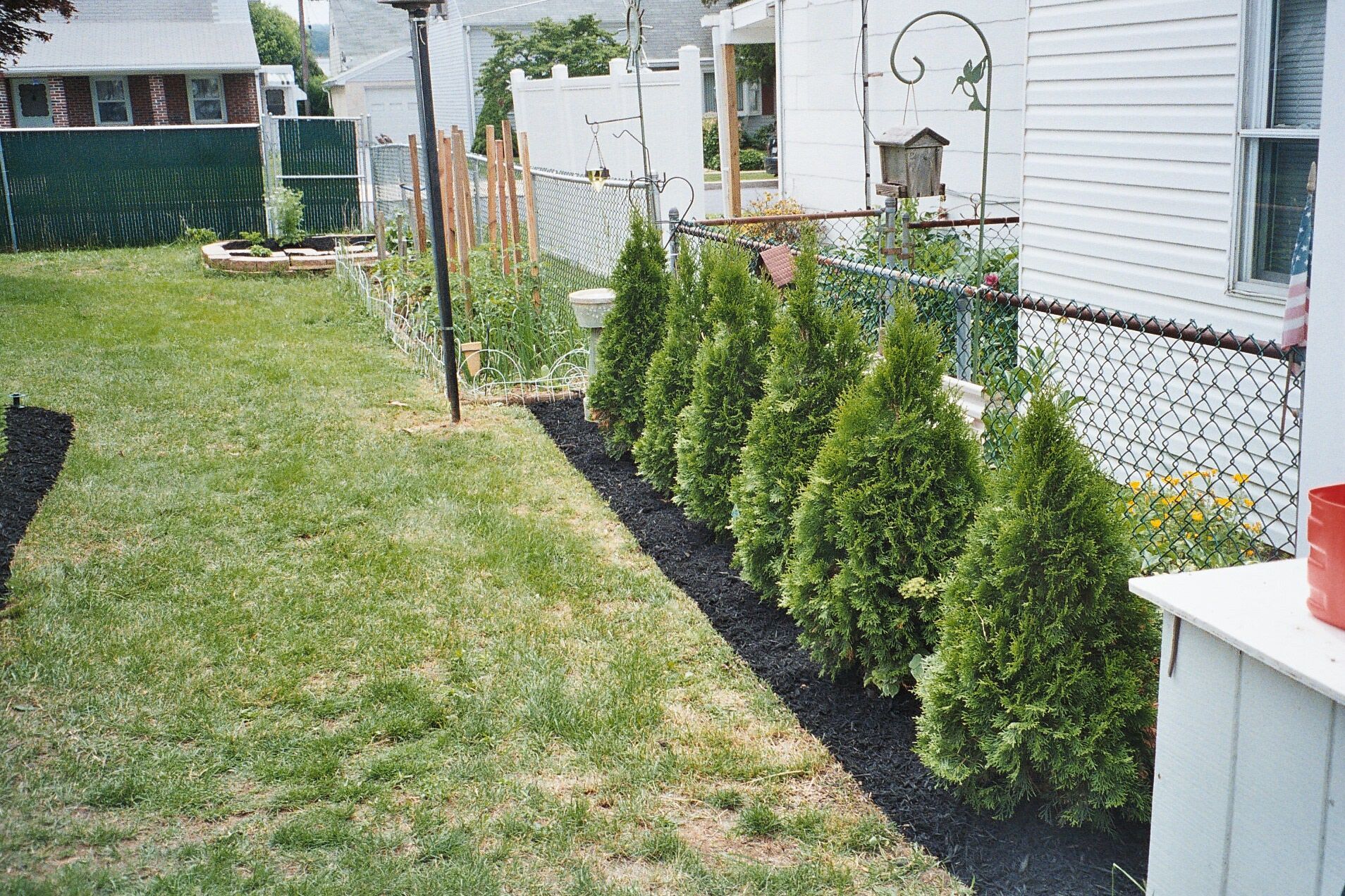 A row of trees in a yard next to a house