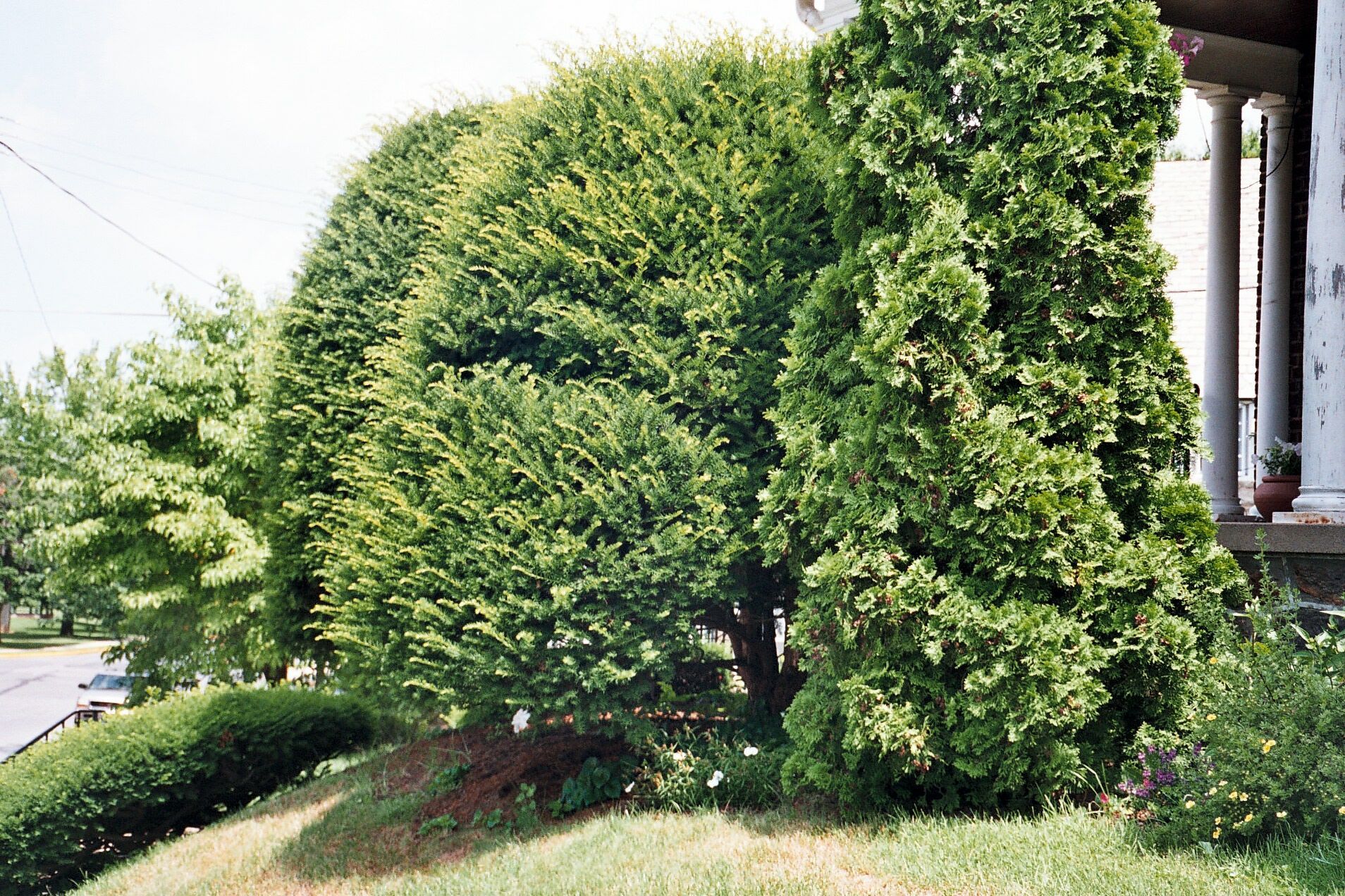 A large green tree is in front of a house