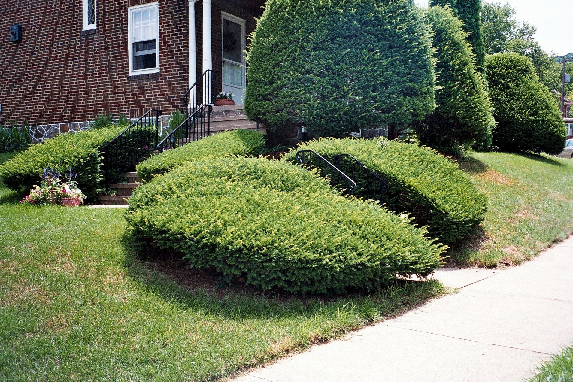A house with a lot of bushes in front of it