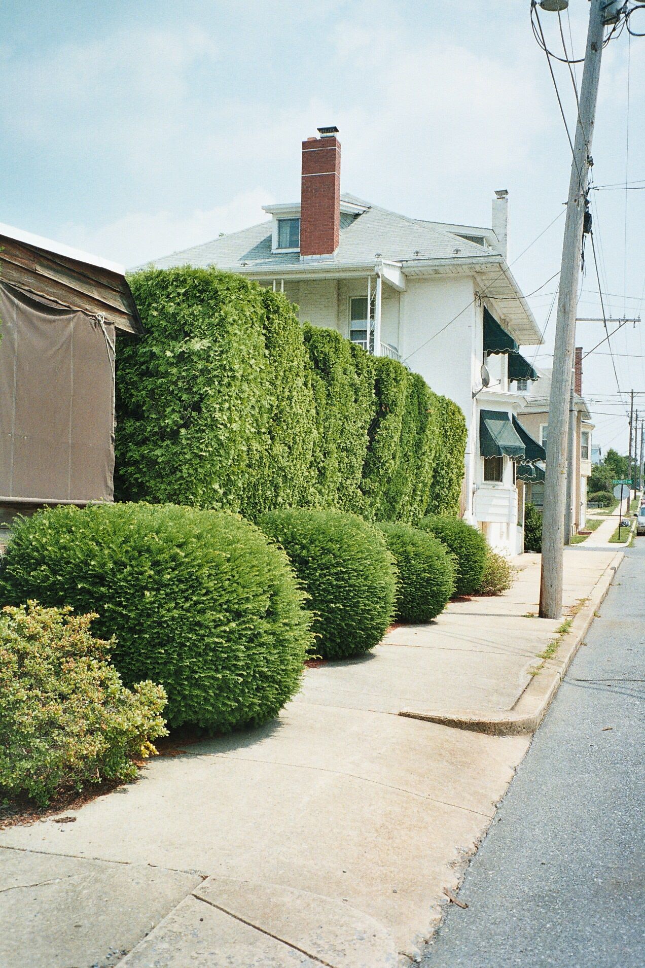 A row of bushes along a sidewalk in front of a house