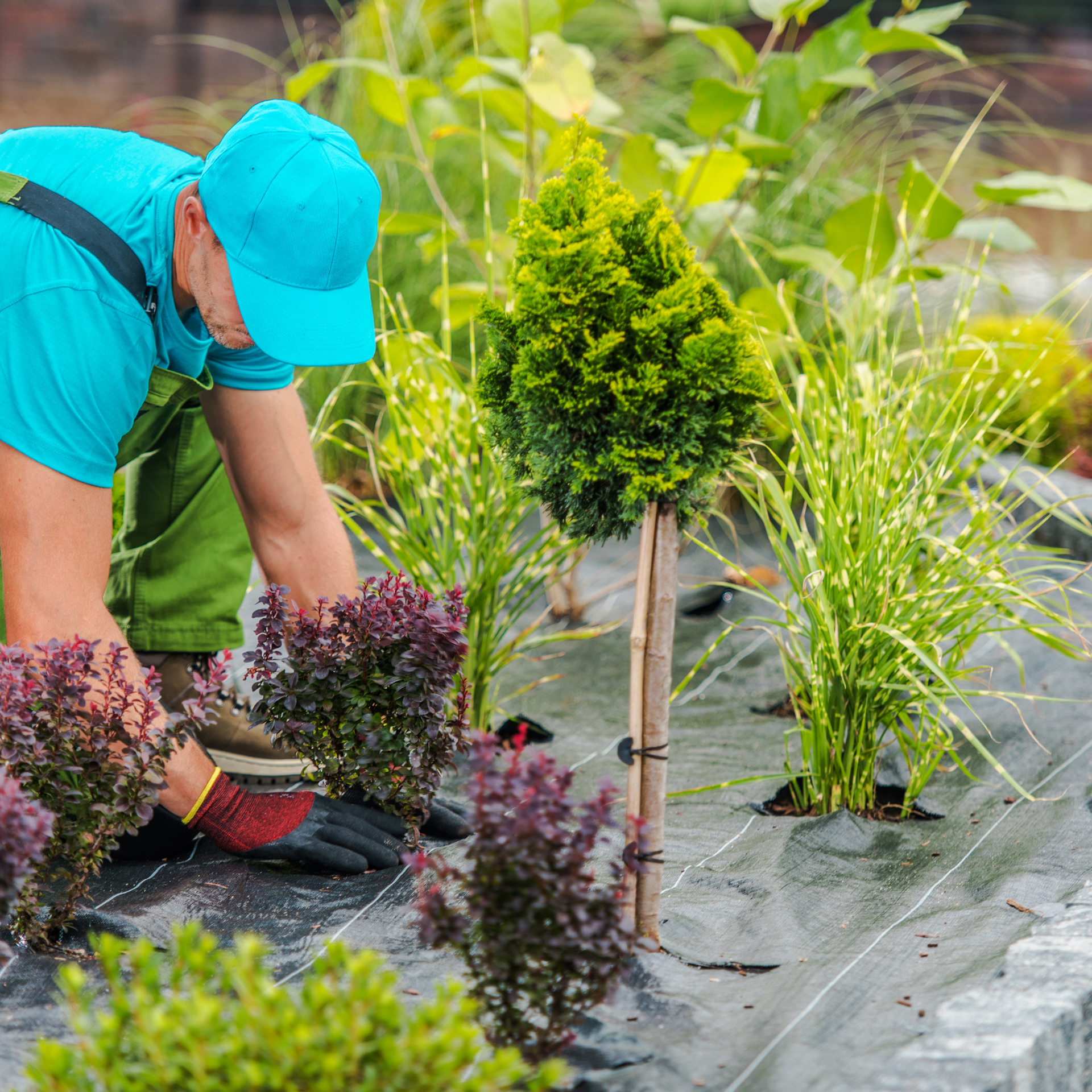A man in a blue hat is working in a garden.