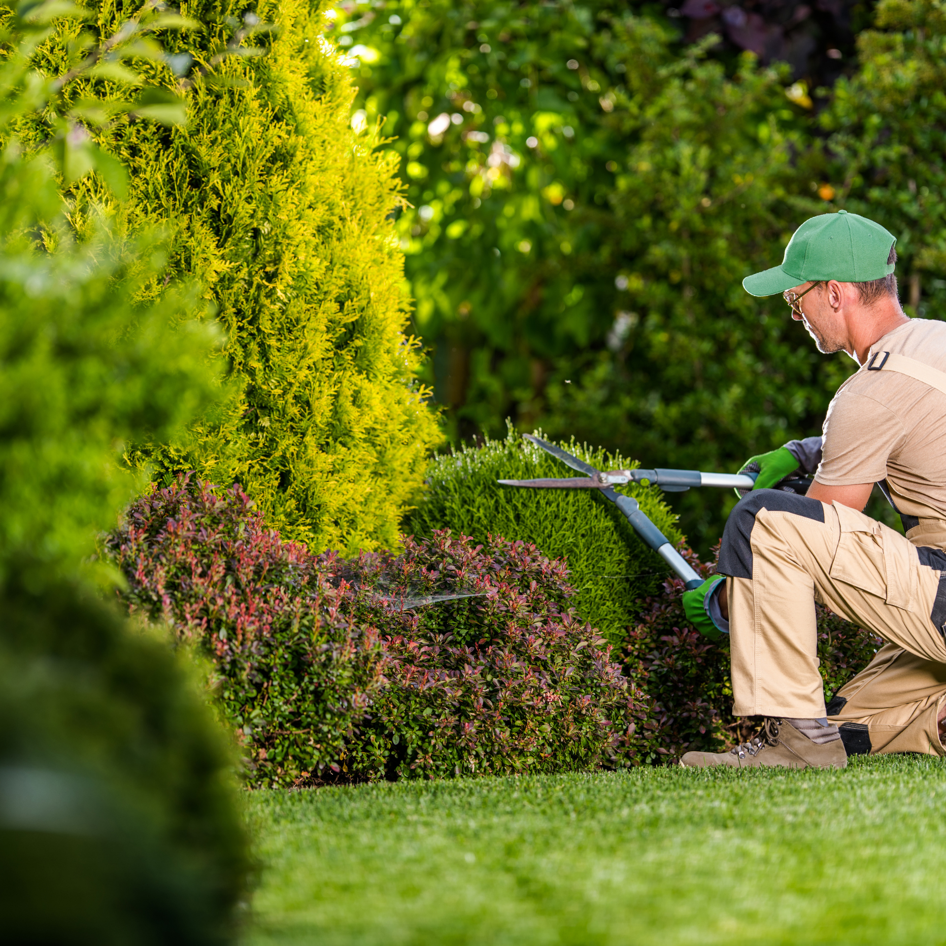 A man is kneeling down in a garden cutting a bush with a pair of scissors.