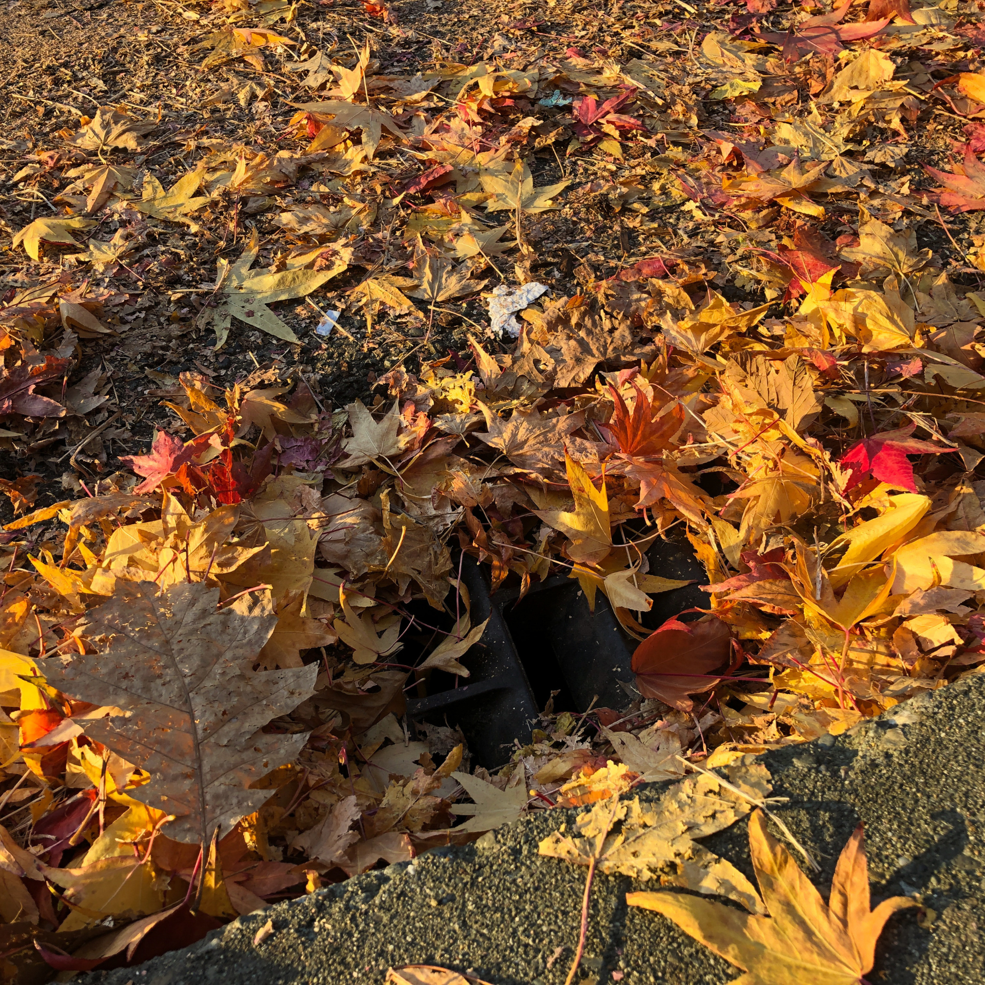 A pile of leaves covering a hole in the ground