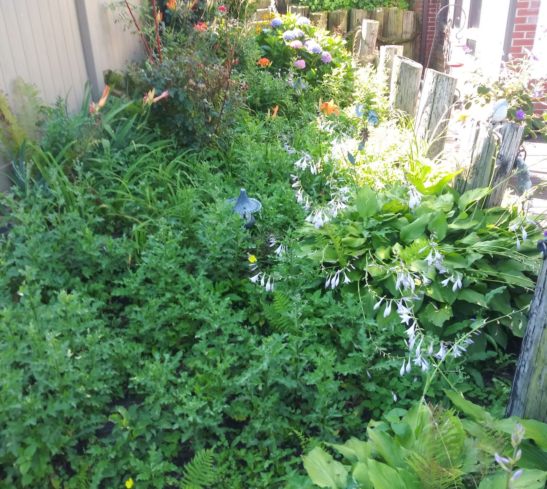 A garden filled with lots of plants and flowers
