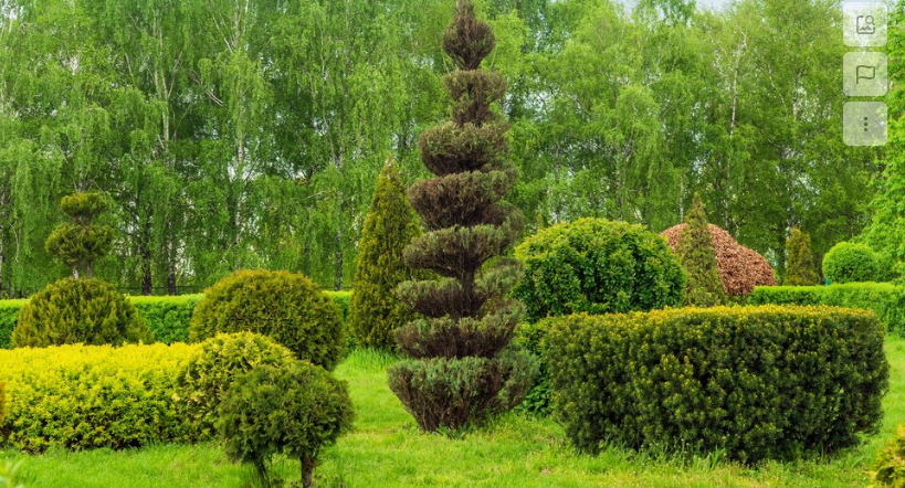 A garden filled with lots of trees and bushes.