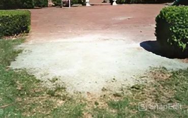 A concrete walkway surrounded by grass and bushes in a park