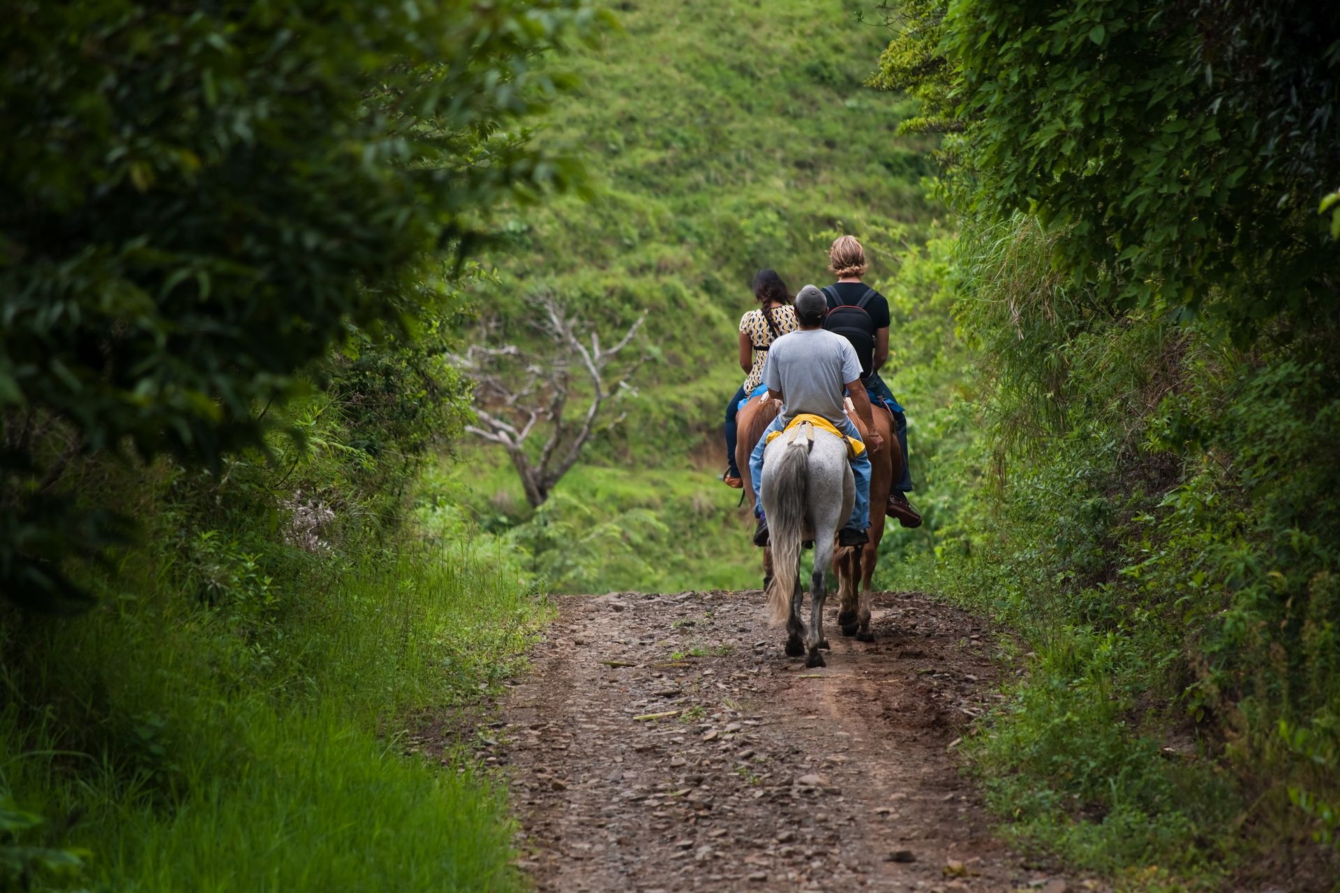 a group of people are riding horses down a dirt road .