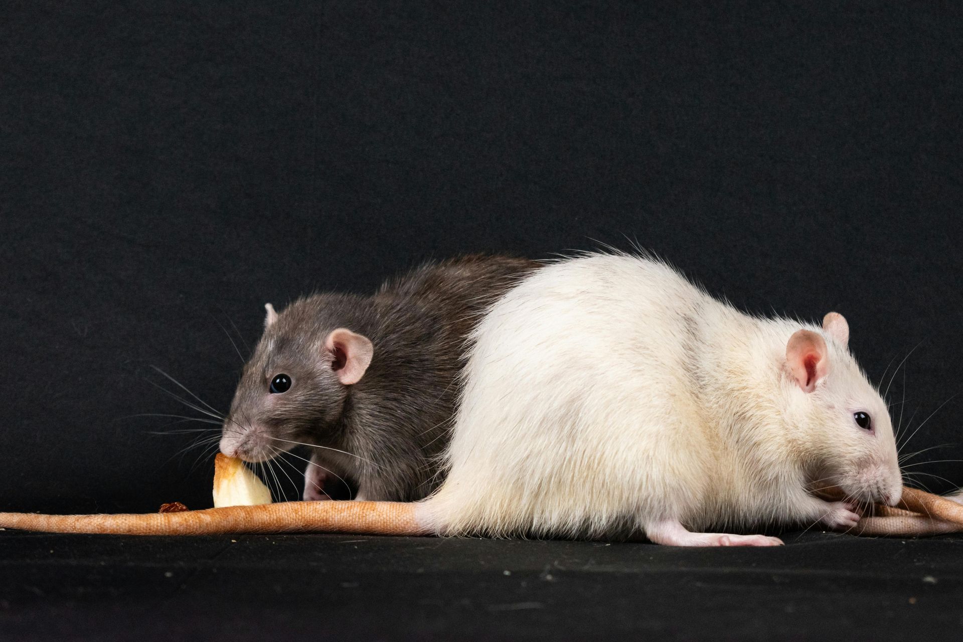 Dos ratas, una negra y otra blanca, de pie espalda con espalda sobre una superficie oscura con fondo negro.