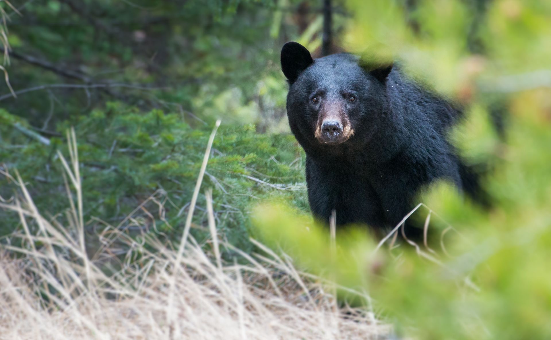 A black bear is standing in the woods looking at the camera.