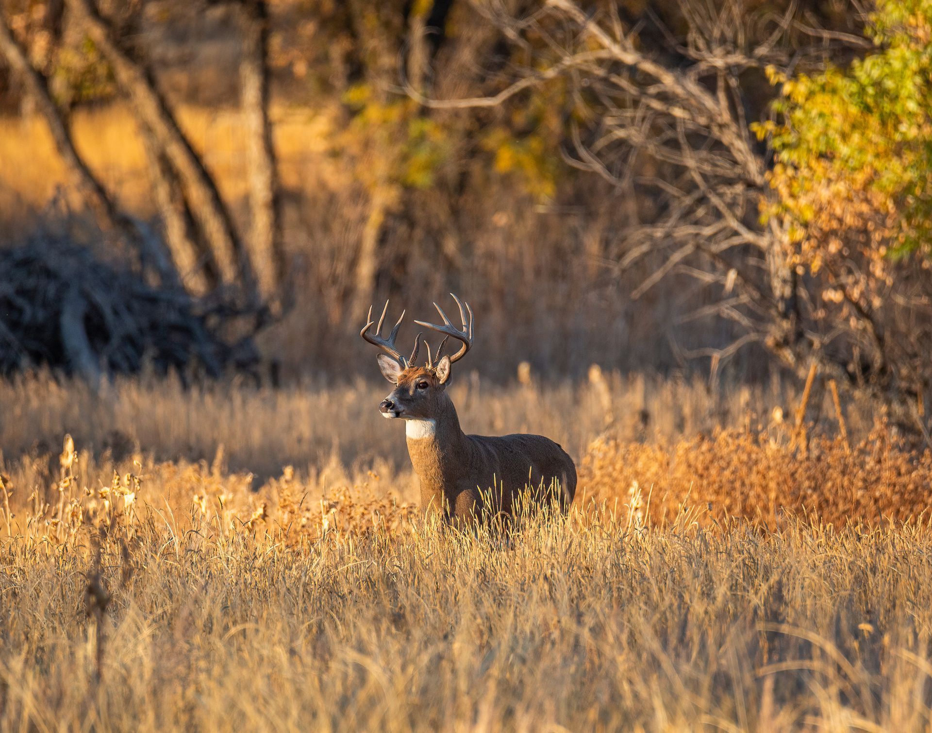 A deer is standing in a field with trees in the background.
