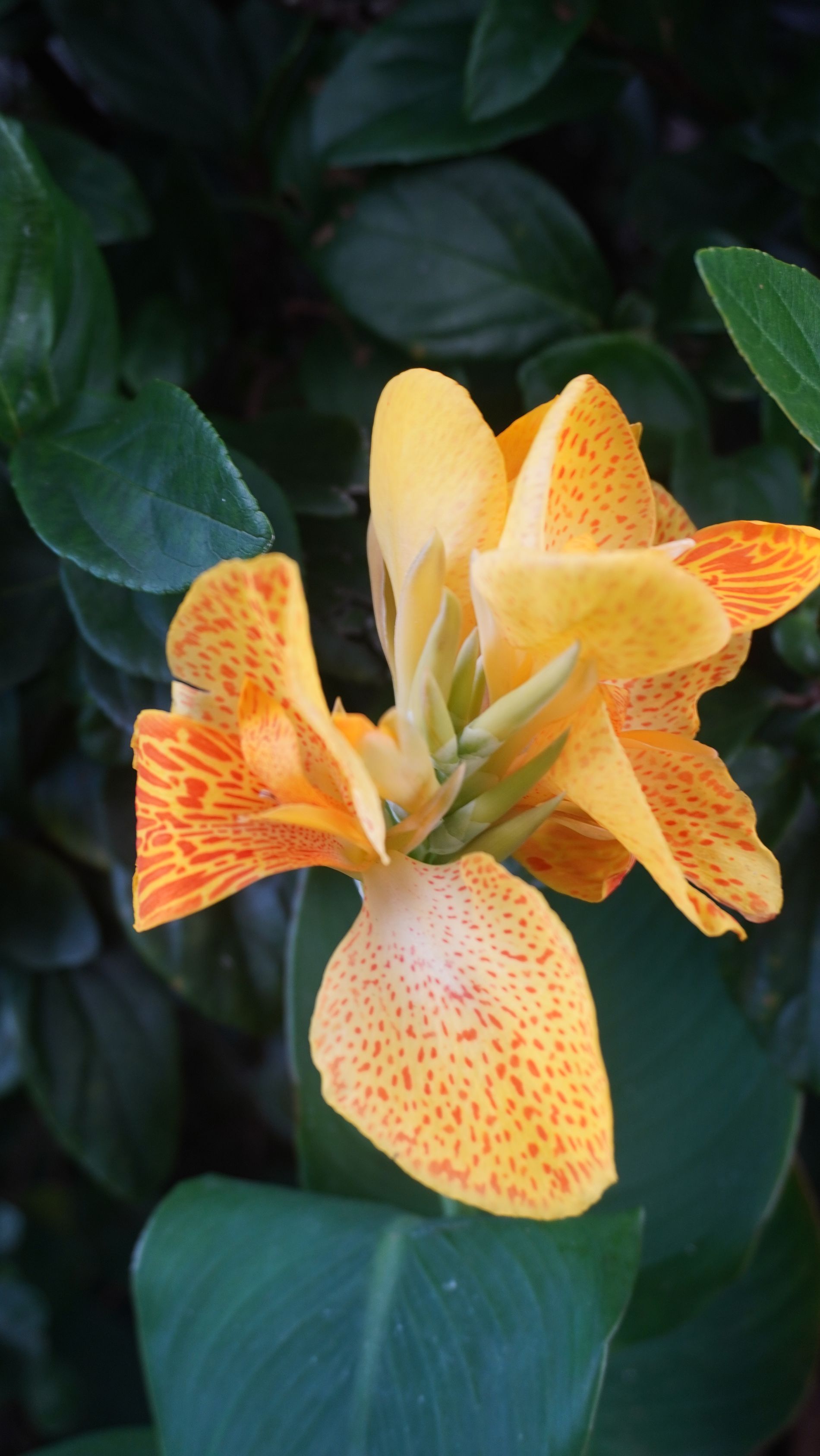 A vibrant yellow and orange speckled canna lily flower blooms against a backdrop of lush green leaves.