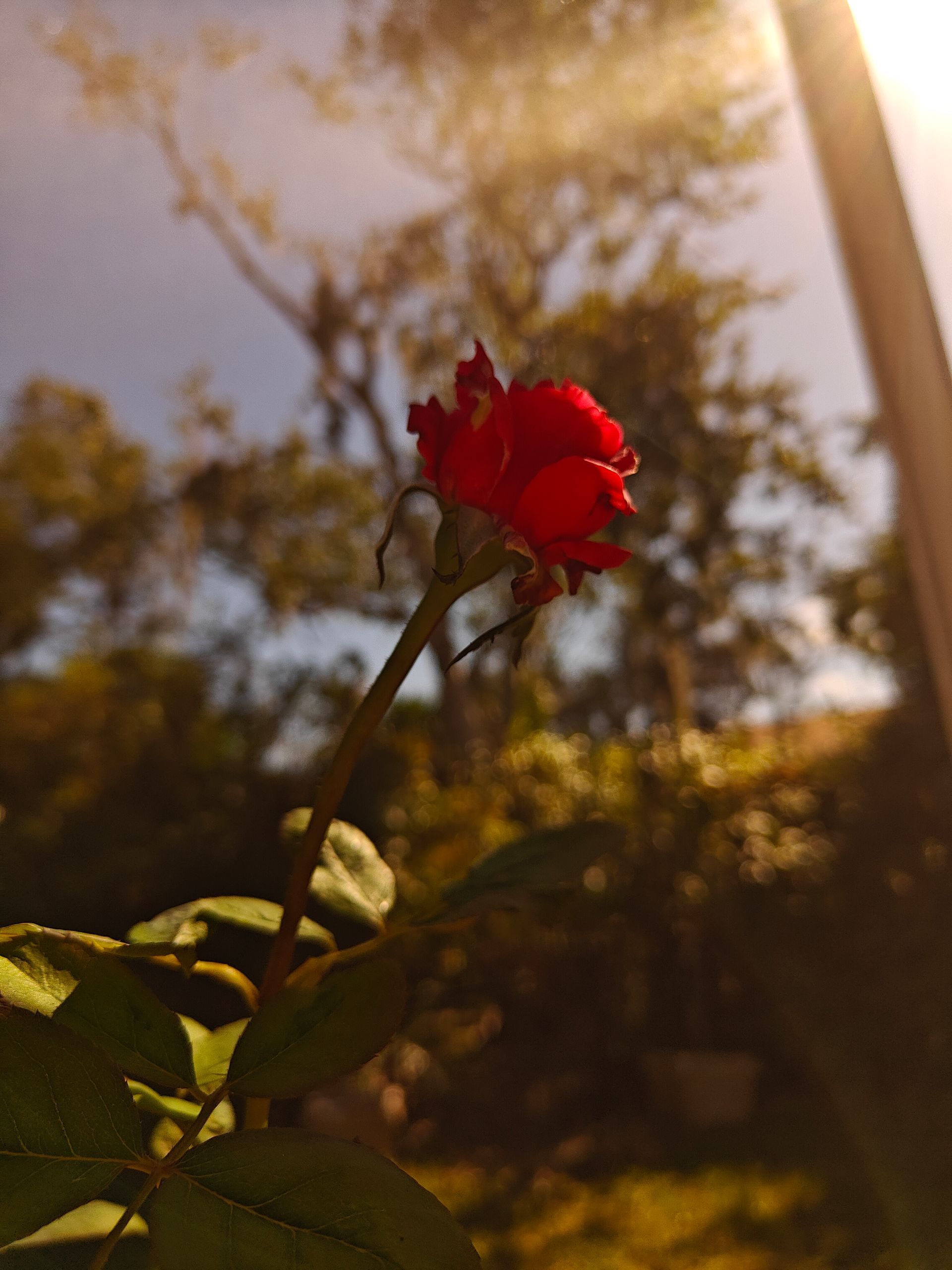 A single, bright red rose bud on a green stem, backlit by warm golden hour sunlight against a blurred tree background.