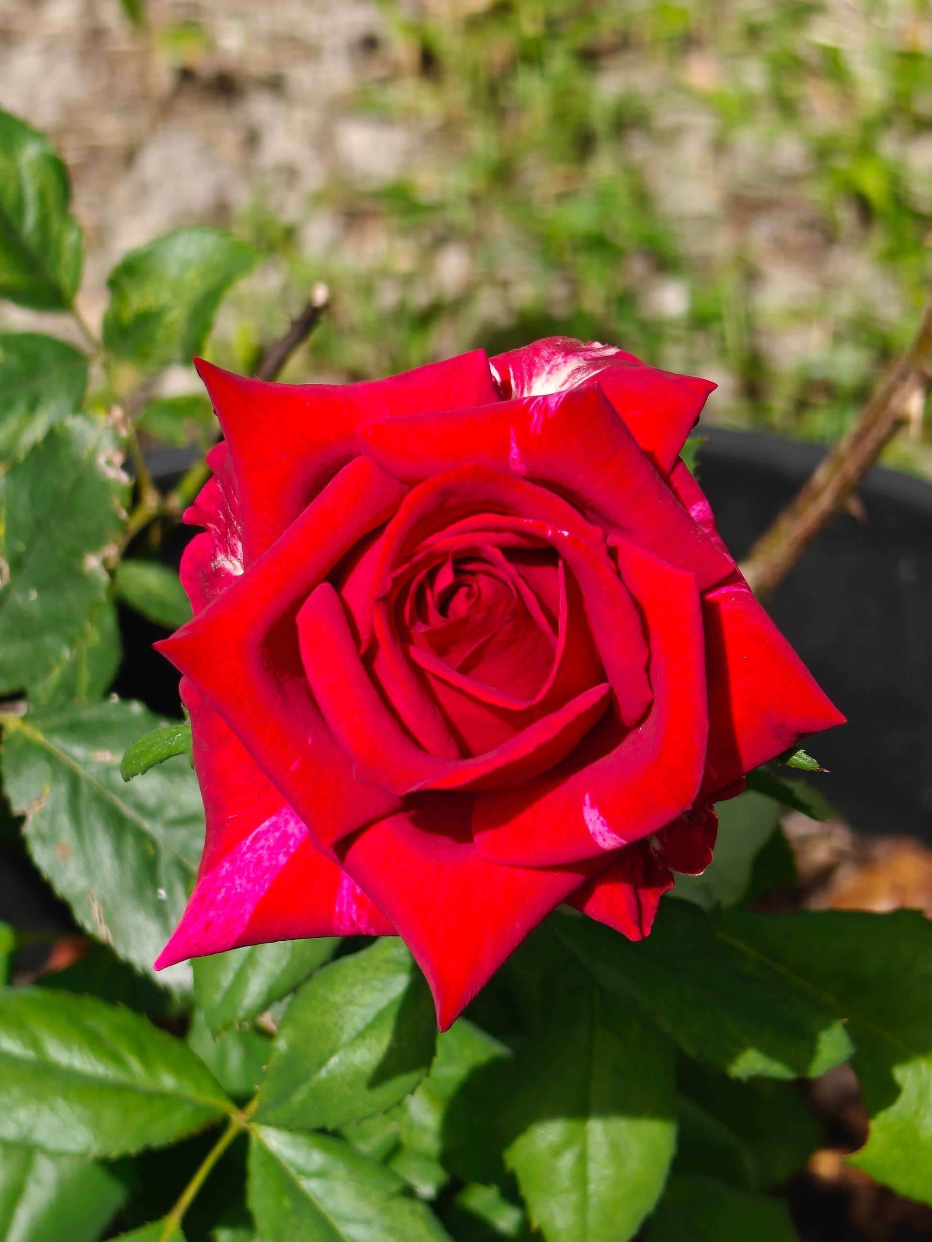 A vibrant red rose in full bloom, centered against a blurred background of green leaves and soil.