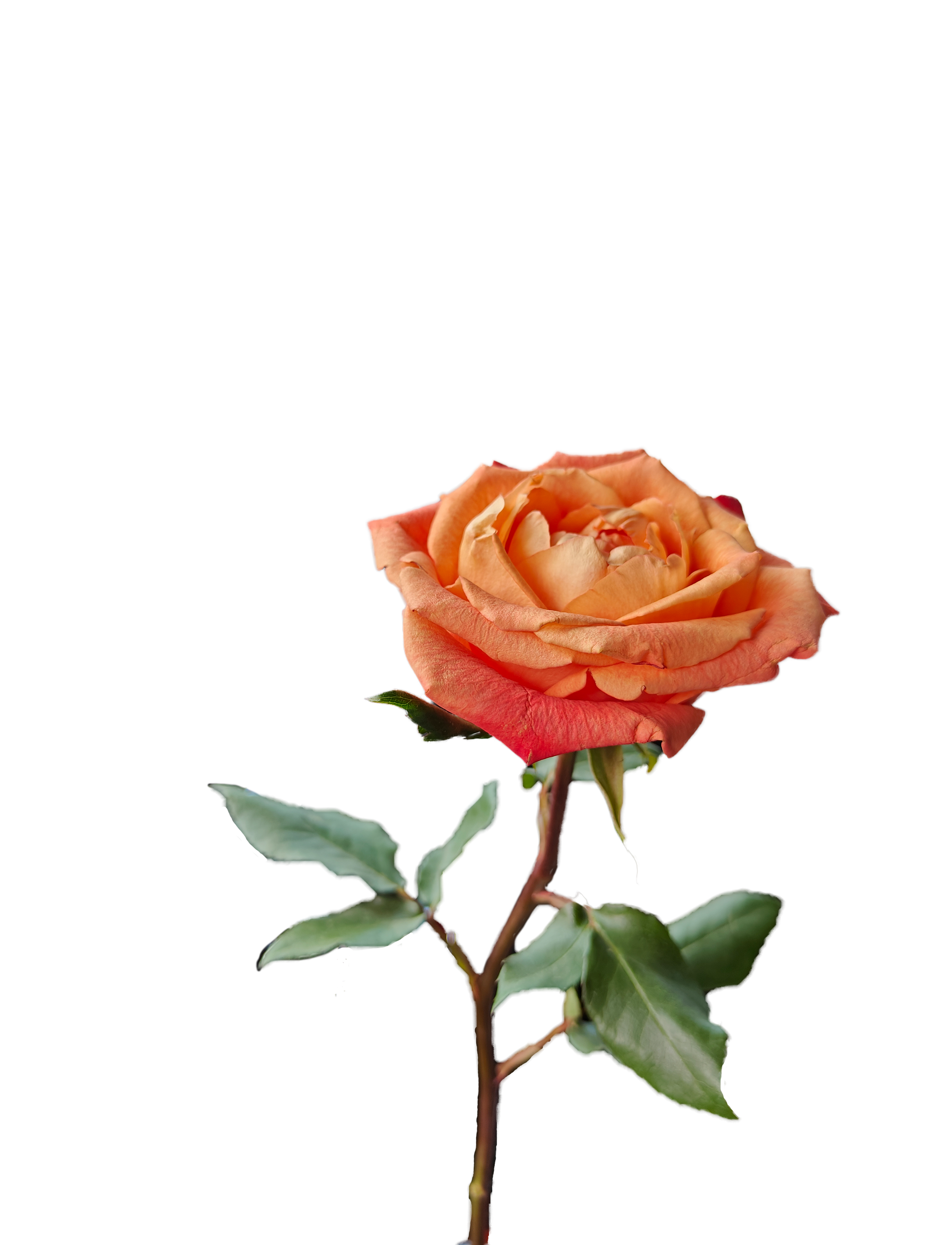 A single peach-colored rose with dew drops on its petals, set against a plain white background.