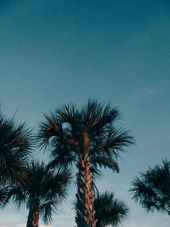 Palm trees against a blue sky; tropical setting.