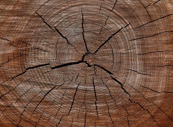Building Materials — Close Up Of A Cut Of A Tree With Wood Of Red-brown Color in Houston, TX