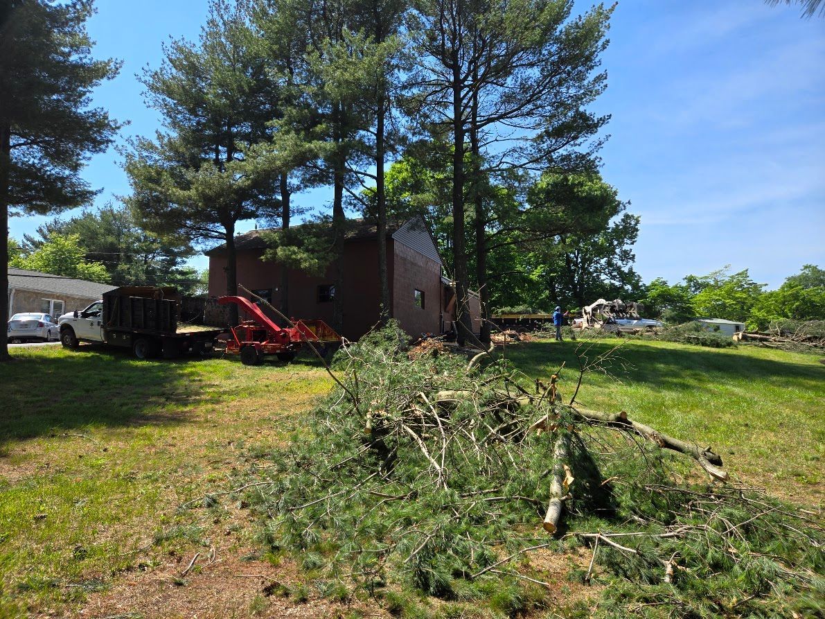 Tree branches piled on a grassy yard near a red shed, with a tractor and tall pines in the background.