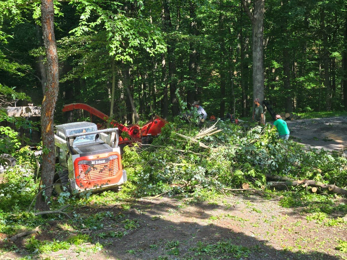 Person clearing brush beside red equipment in a wooded area Person clearing brush beside red equipment in a wooded area