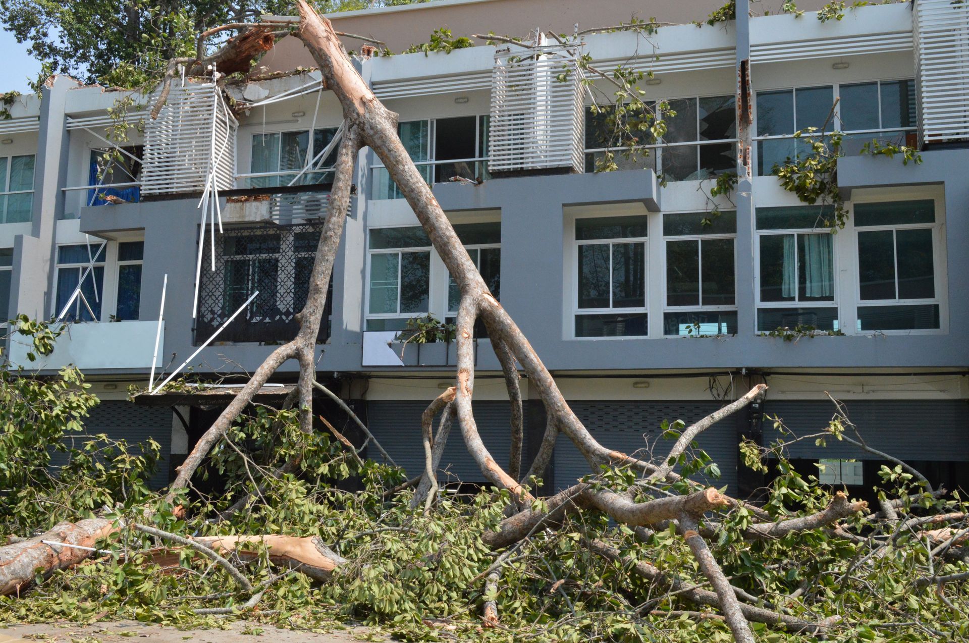 Tree branches leaning against a damaged building facade with broken windows and debris in front