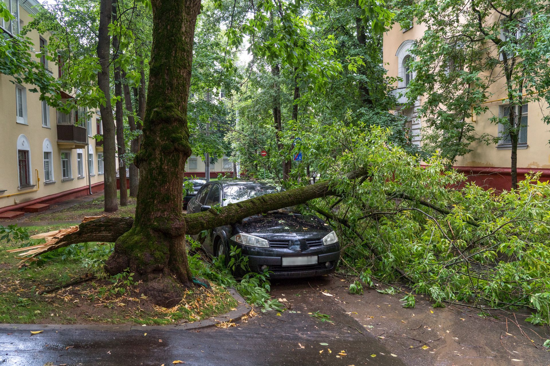Fallen tree branch blocking a parked car on a wet residential street after a storm