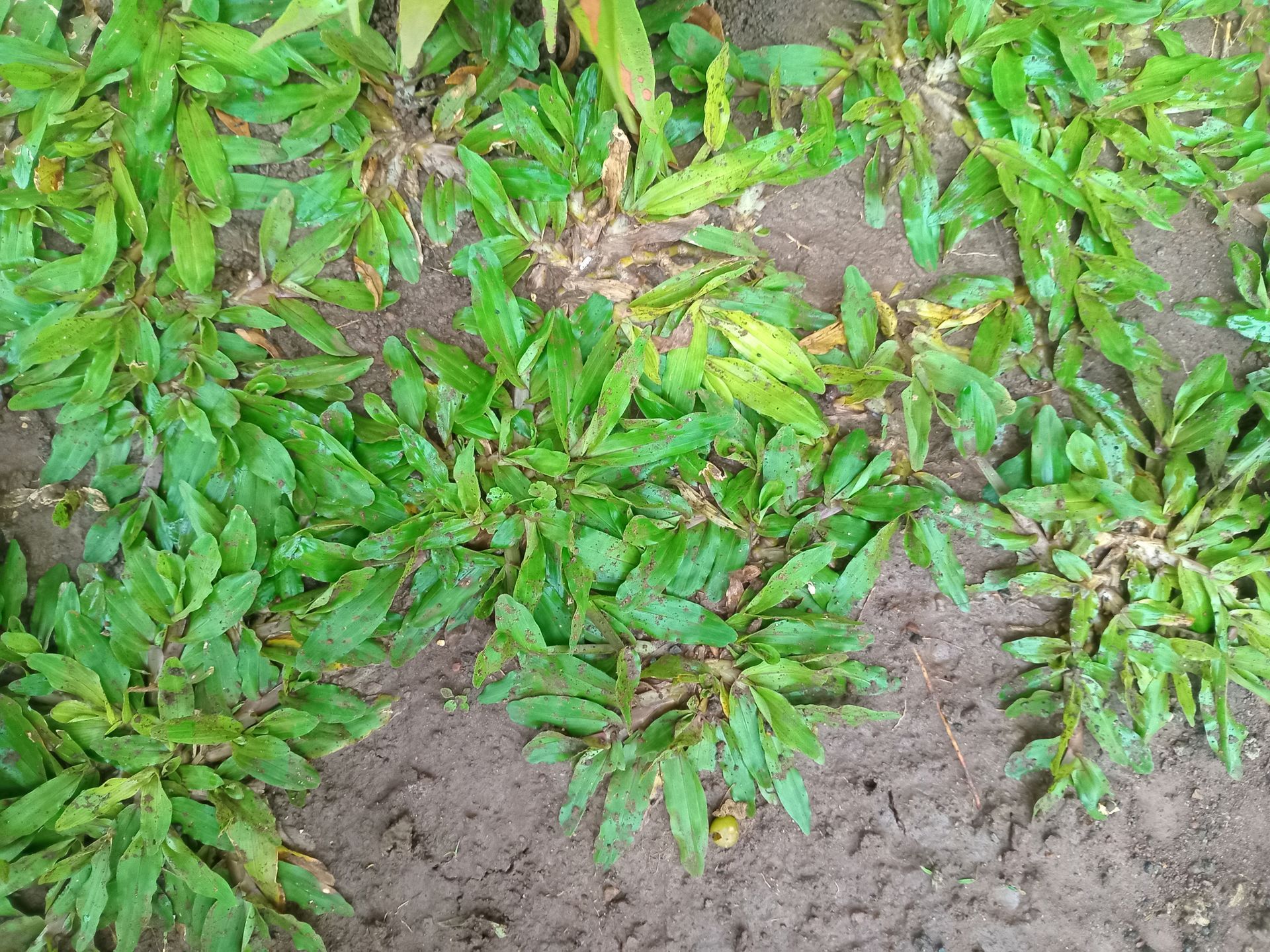 Young green plants growing in patches of soil, viewed from above.