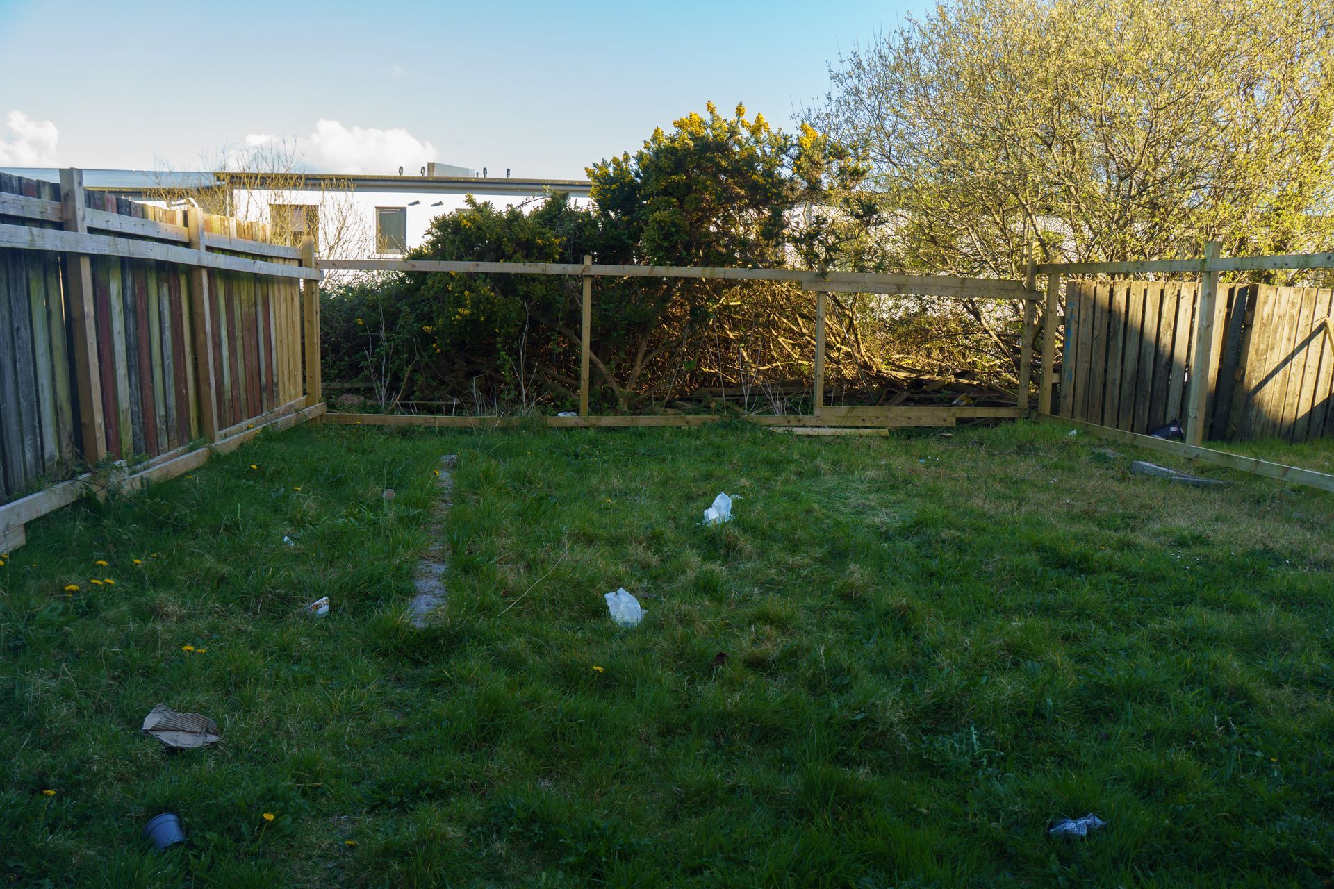 Grassy backyard with a wooden fence, scattered white objects, and trees in the background