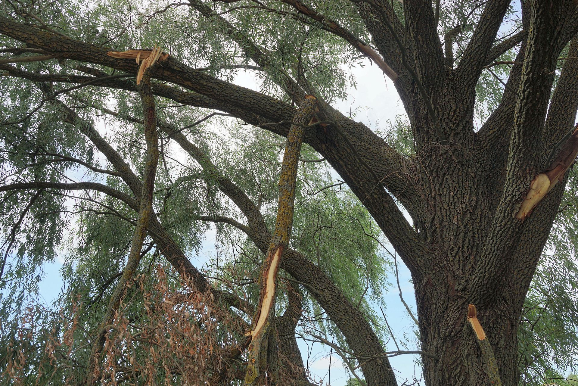 Branches of a large tree with green foliage against a partly cloudy sky