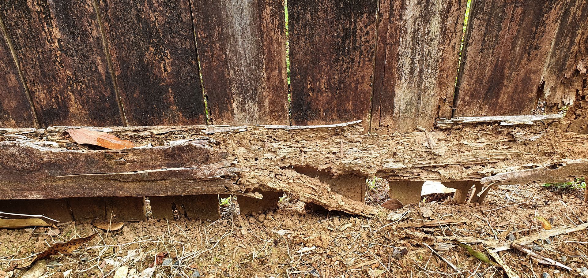 Rotted wooden fence above a muddy, debris-strewn ground with peeling bark and decay