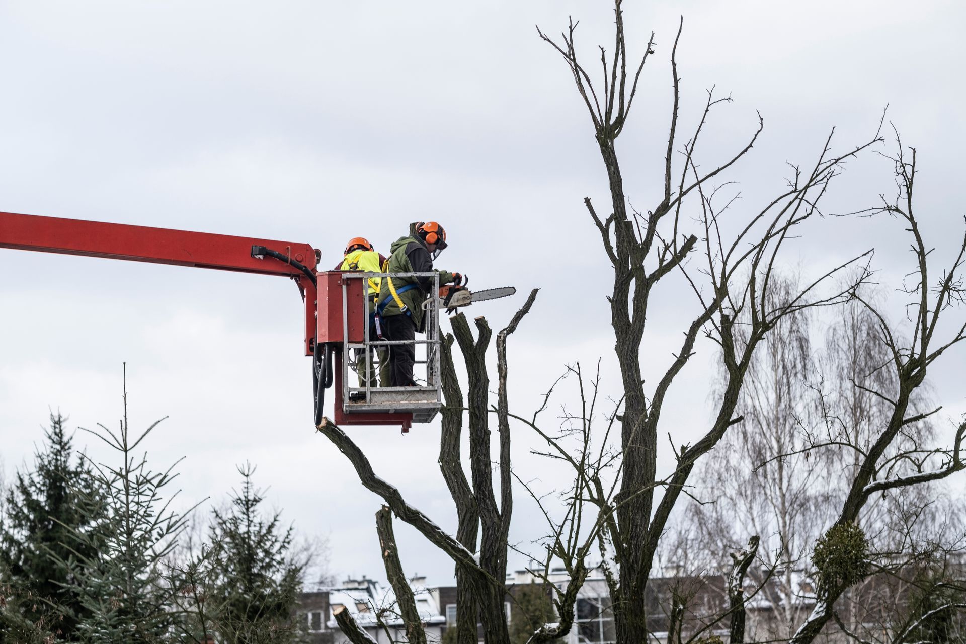 Workers in a red cherry picker trimming leafless tree branches outdoors
