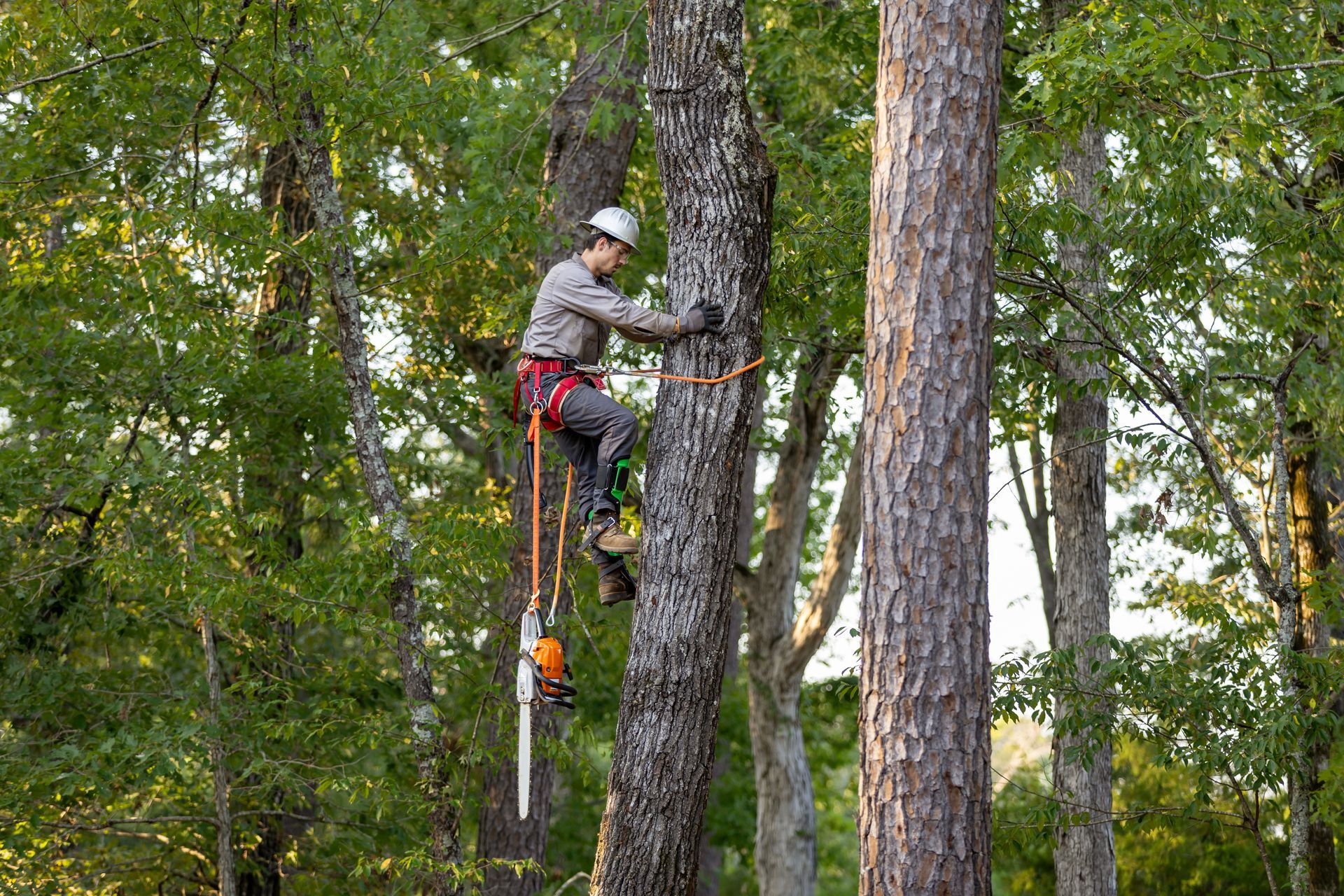 Tree worker in safety gear climbing a pine with ropes in a wooded area