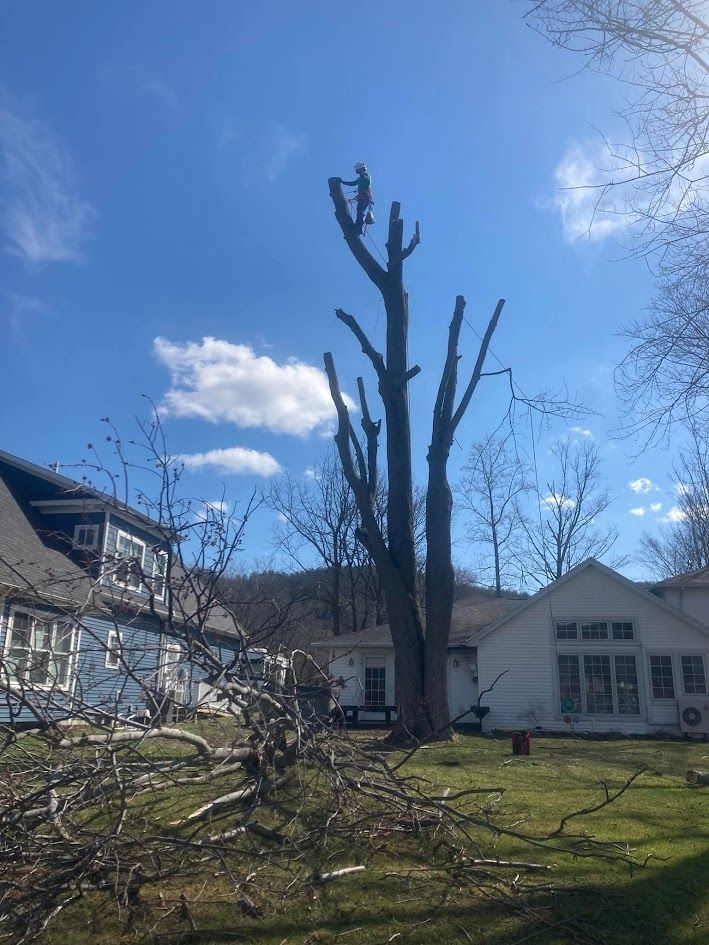 Storm-damaged tree trunks in a grassy yard beside houses under a bright blue sky