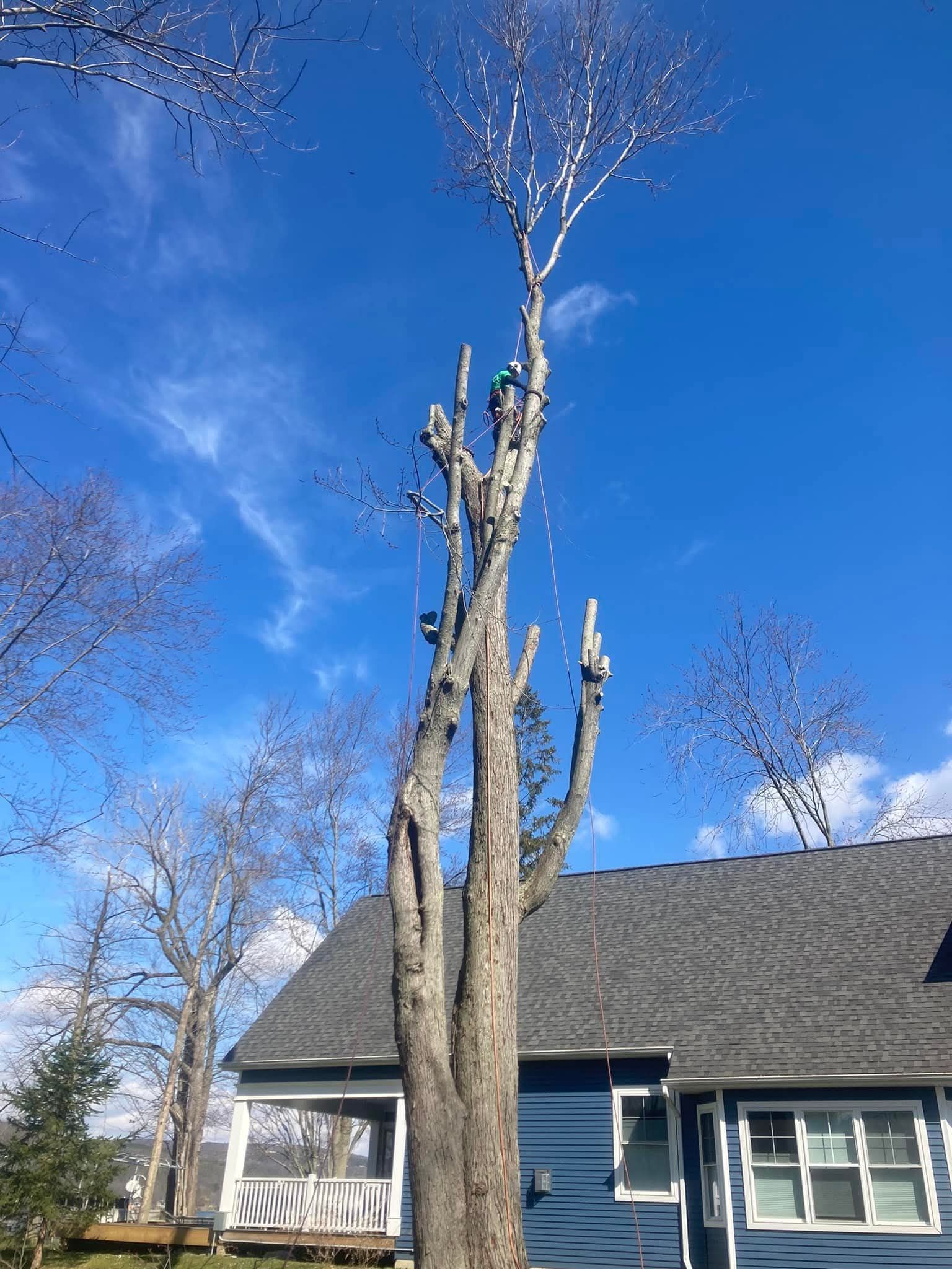 Person in blue gear trimming a tall tree against a cloudy sky