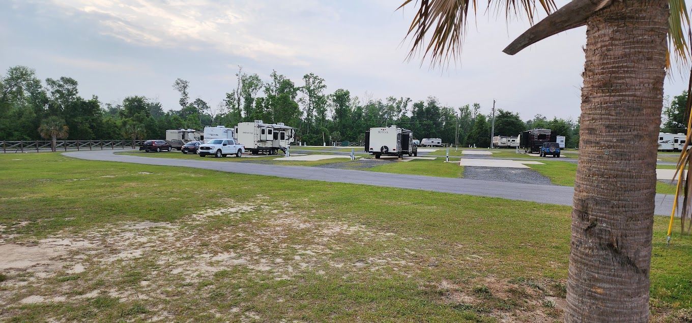 A row of rvs are parked in a field next to a palm tree.