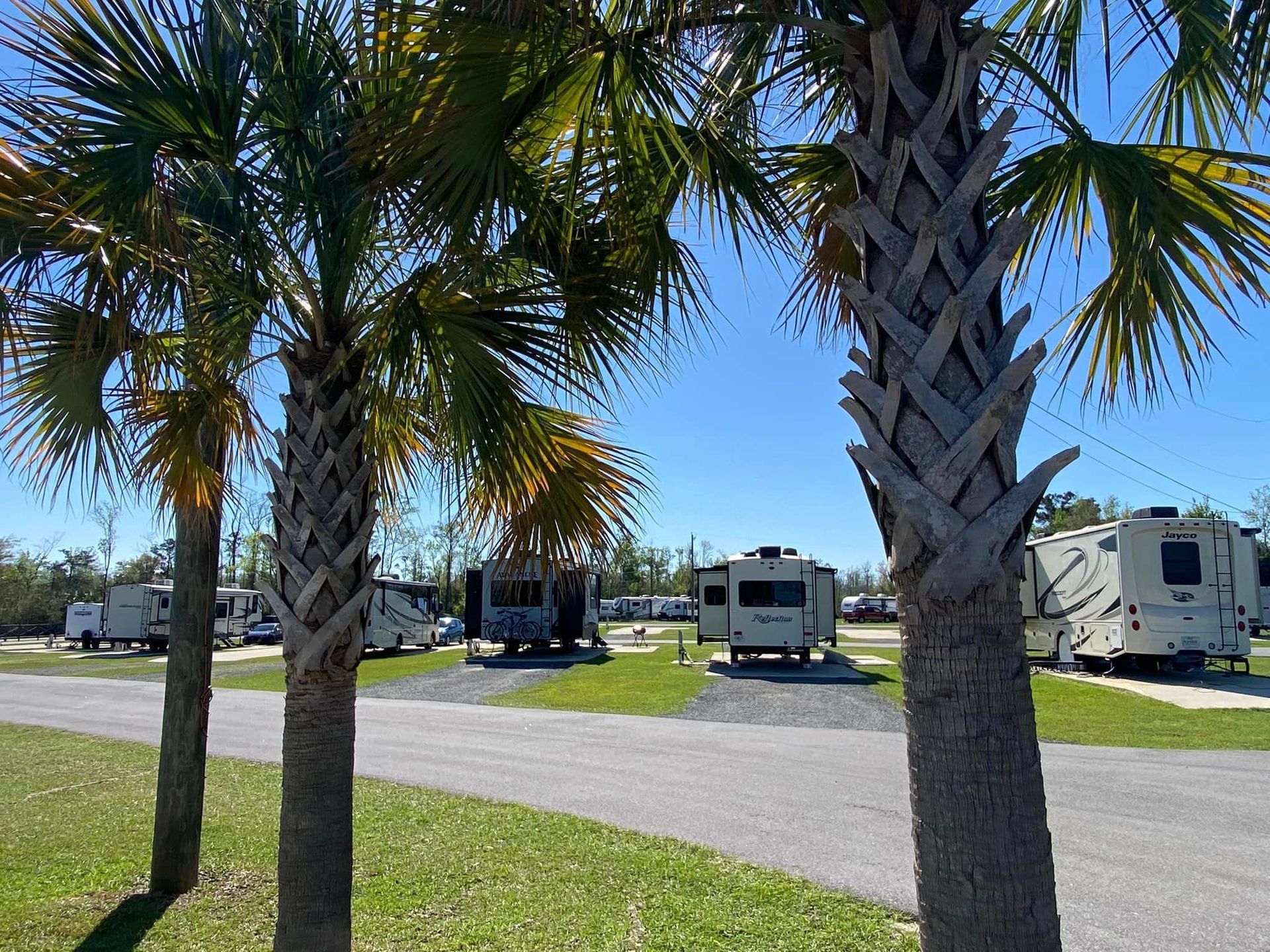 A row of rvs parked in a lot with palm trees in the foreground.