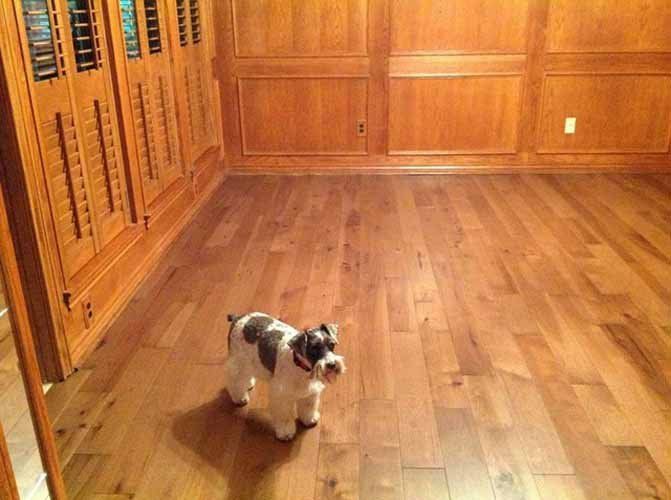 Custom Flooring Services ─ Dog on the Floor in Fort Worth, TX
