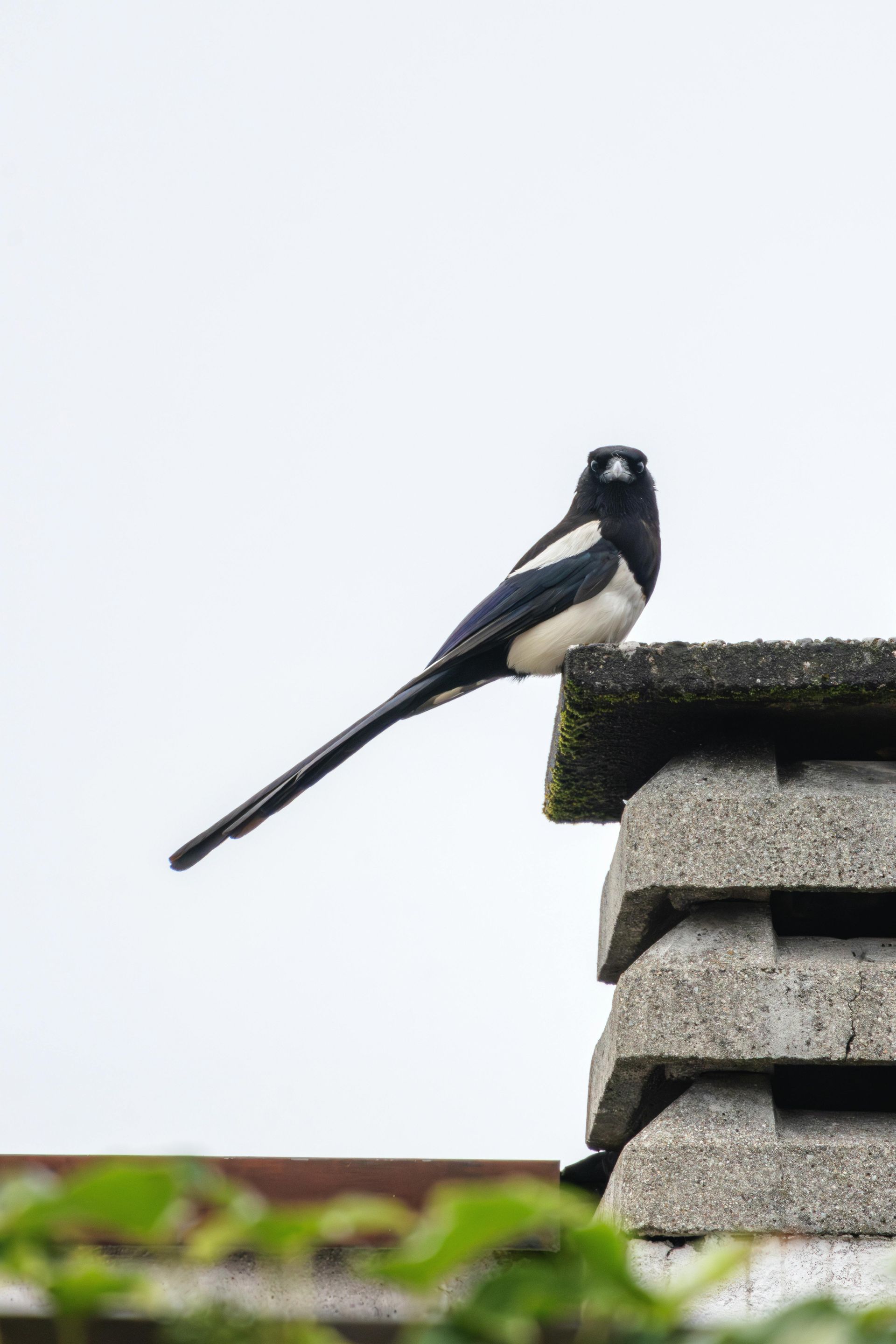 A black and white magpie perched on stacked concrete blocks against a white sky.