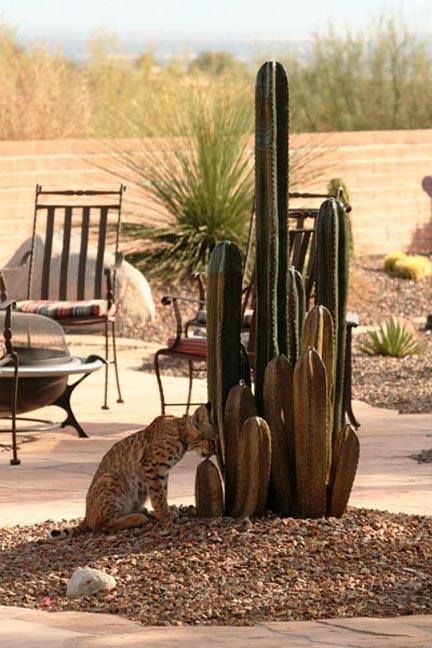 A cat is sniffing a cactus in a garden