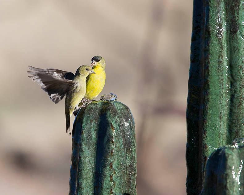 Two birds are perched on top of a green cactus.