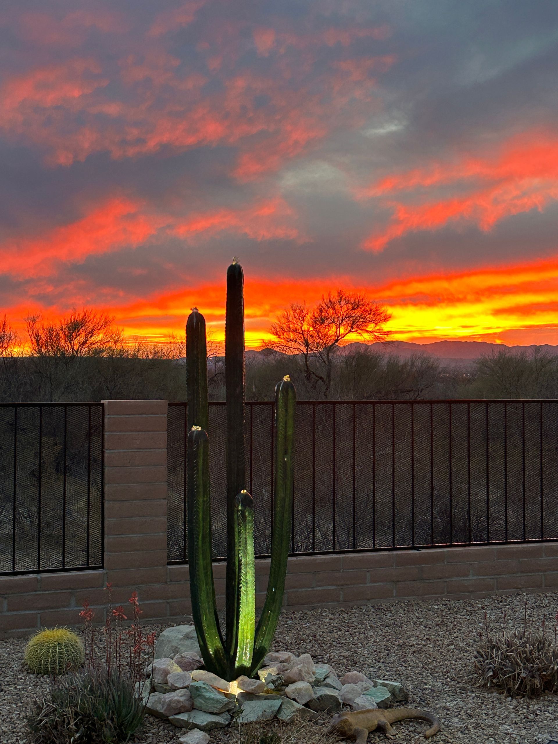 There is a cactus in the foreground and a sunset in the background.