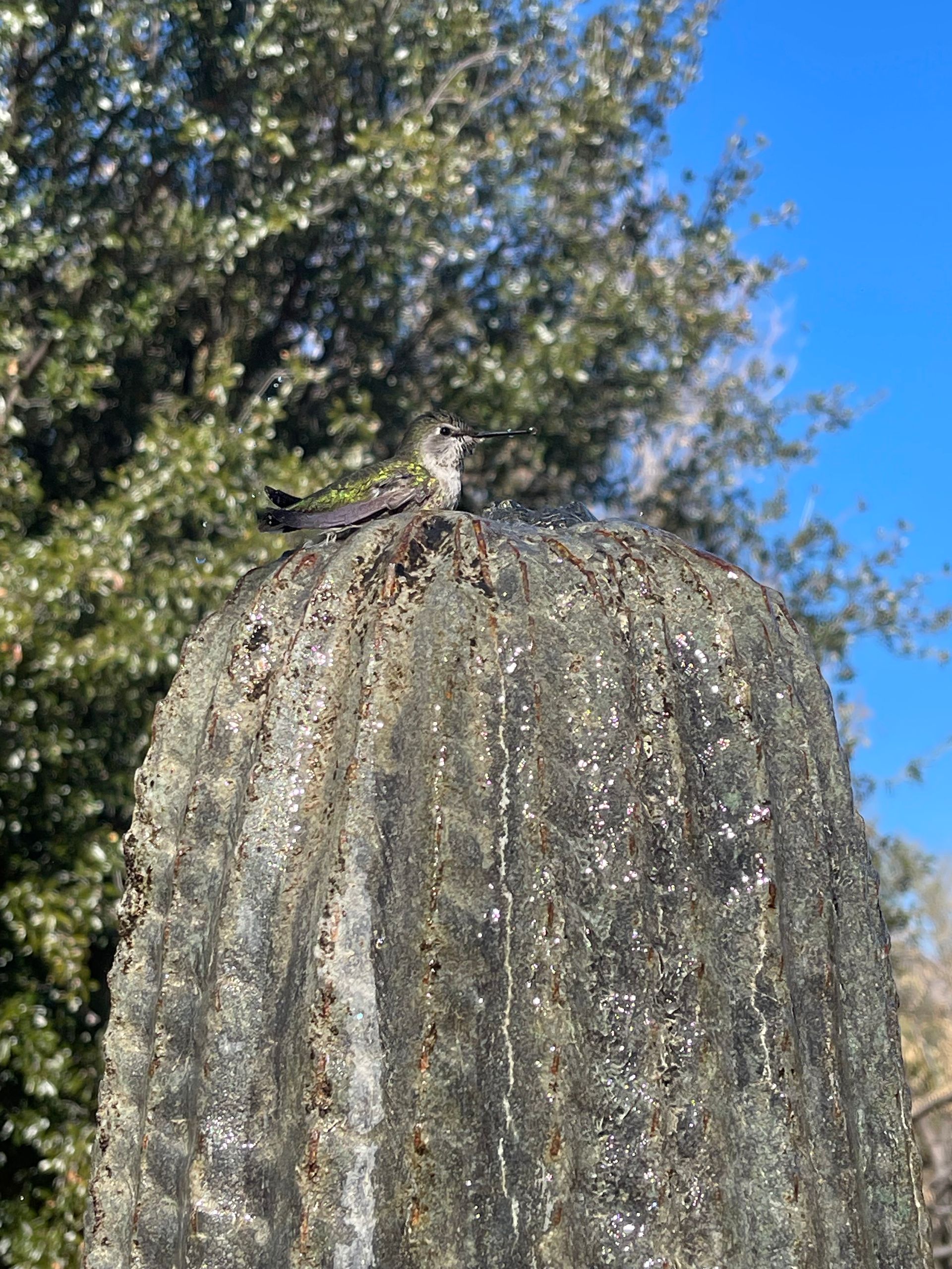 A hummingbird is perched on top of a cactus.