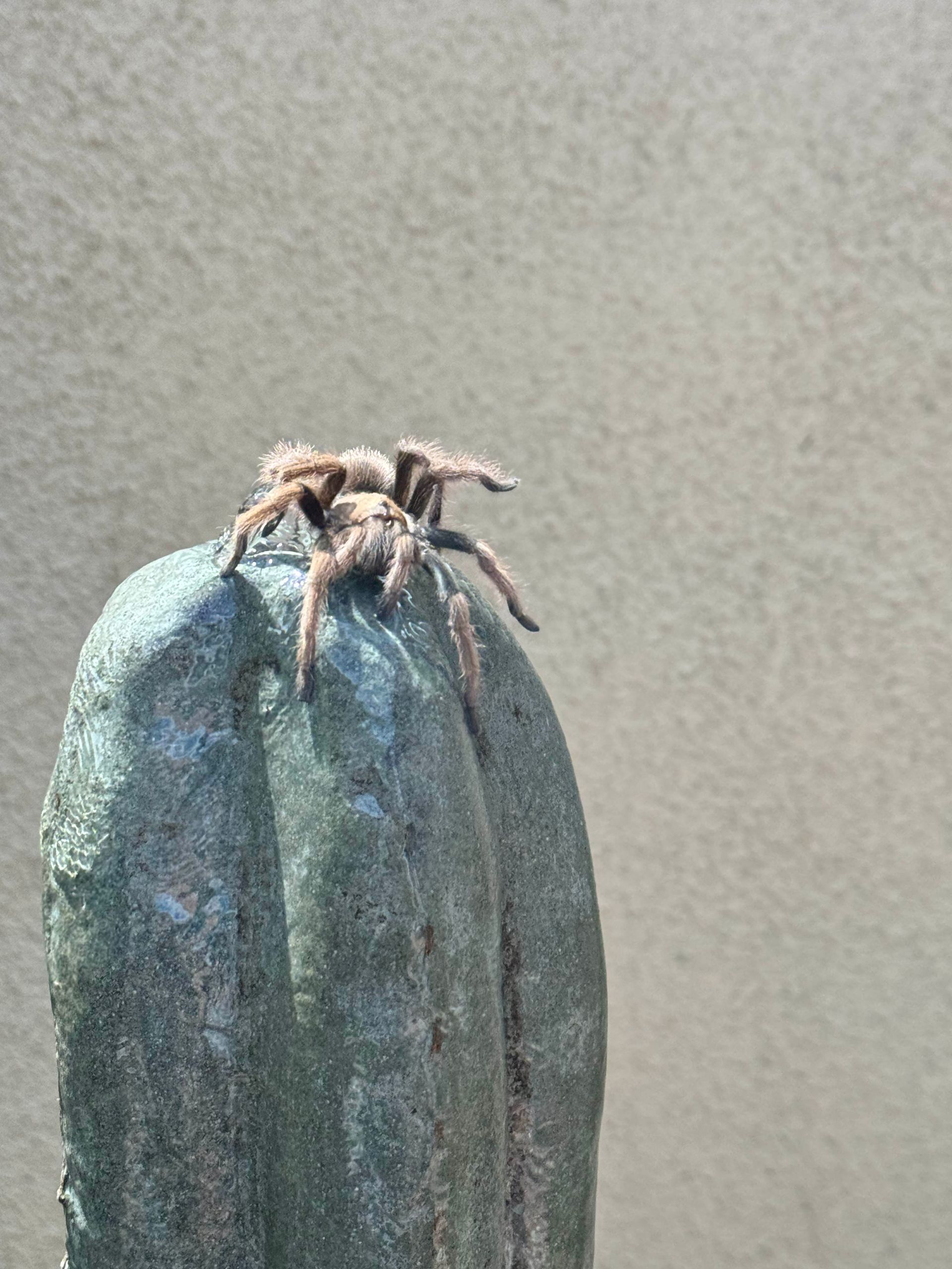 A spider is sitting on top of a cactus.