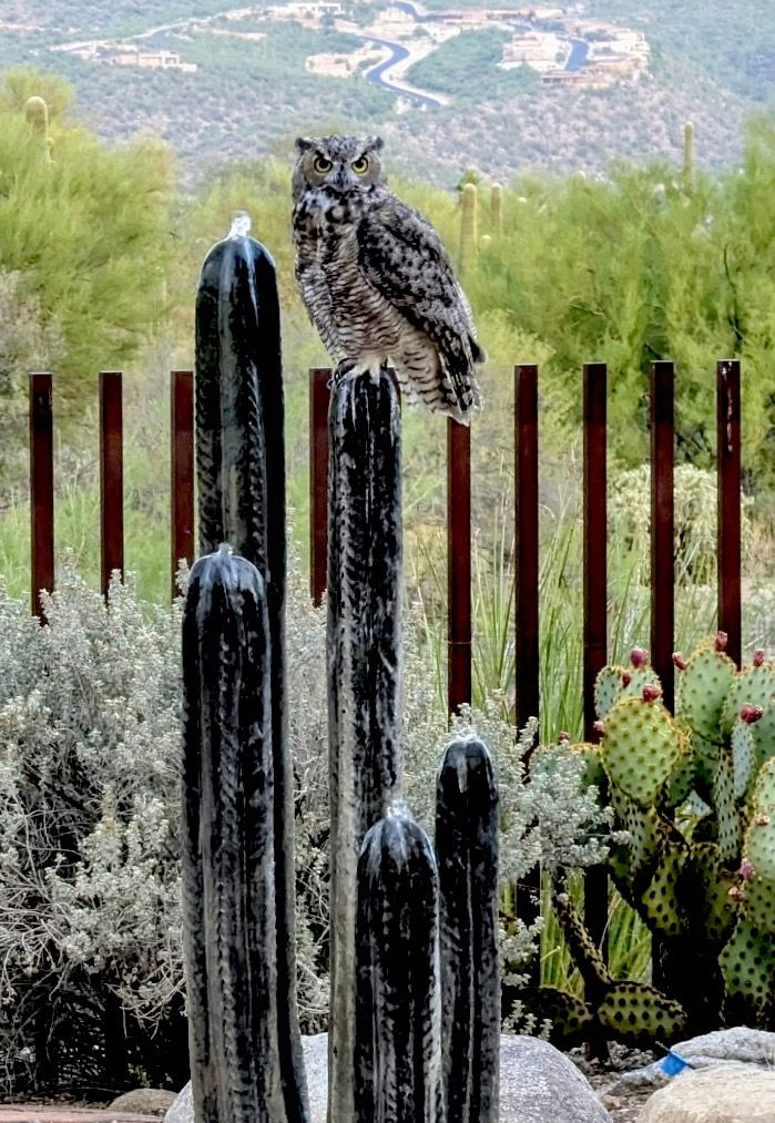 Owl perched on a tall cactus. Background includes desert vegetation and a distant waterway.
